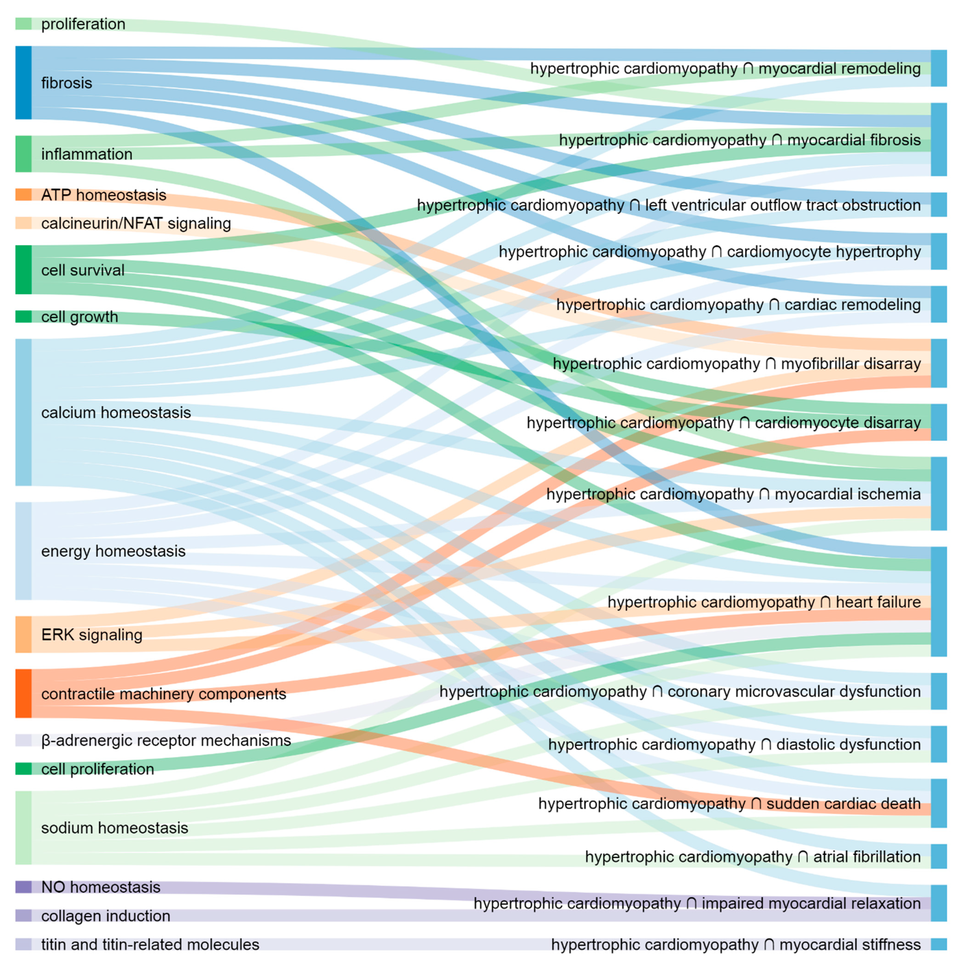 Shared Molecular Mechanisms of Hypertrophic Cardiomyopathy