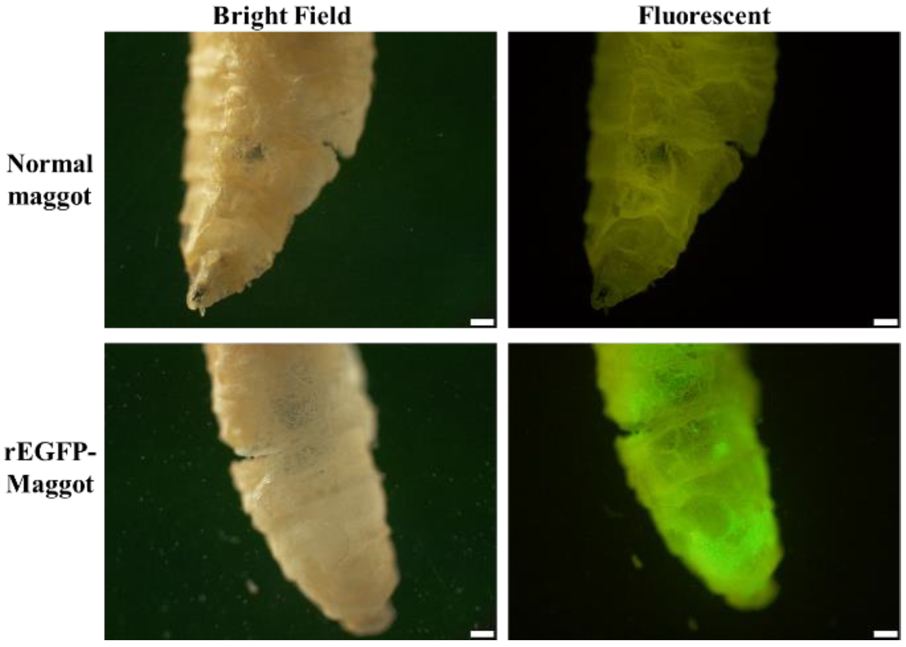 Life 11 00818 g002 550