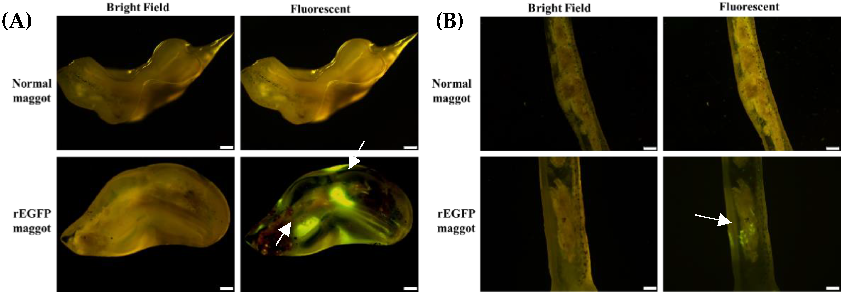 Life 11 00818 g003 550