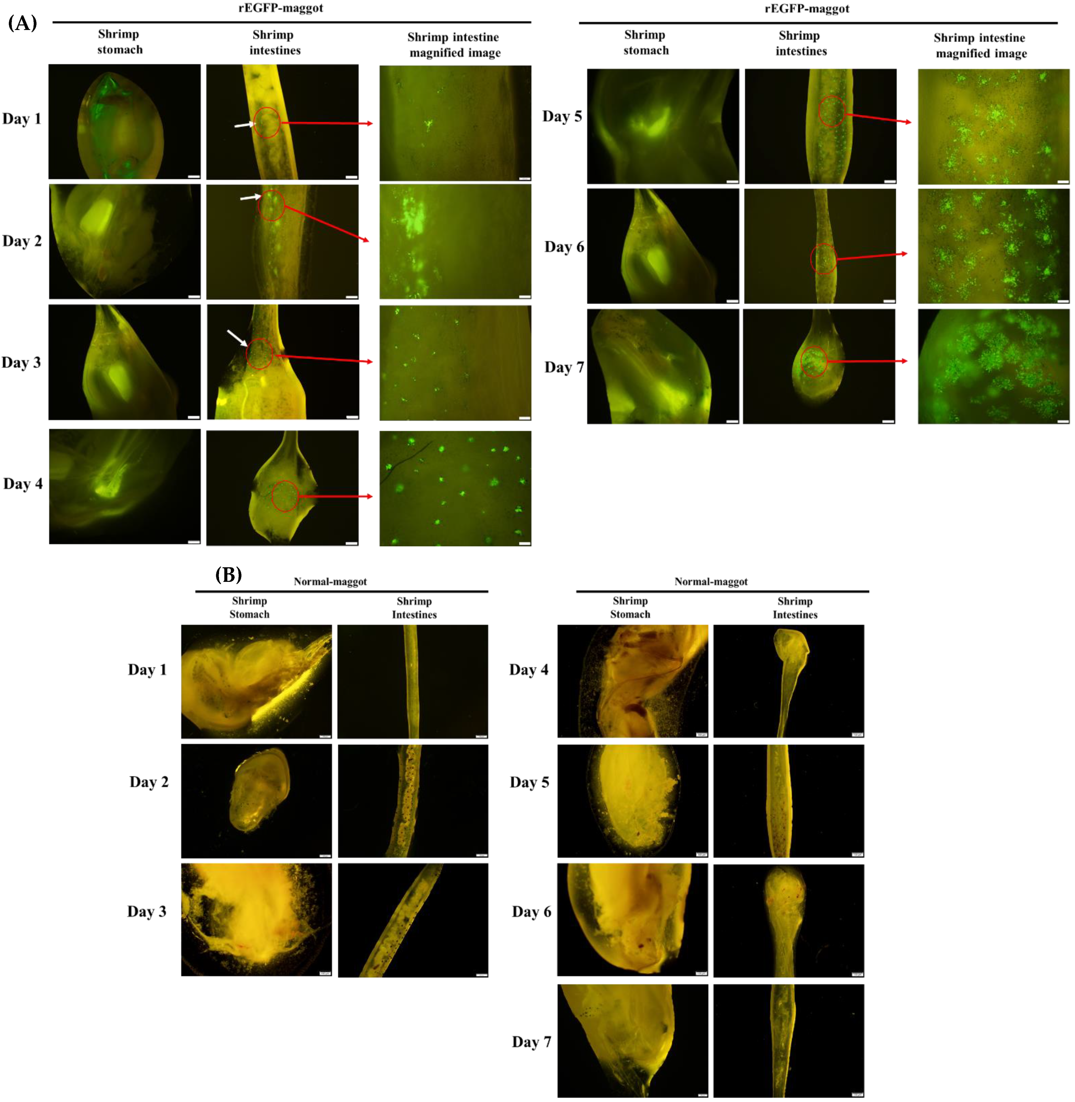 Life 11 00818 g004 550