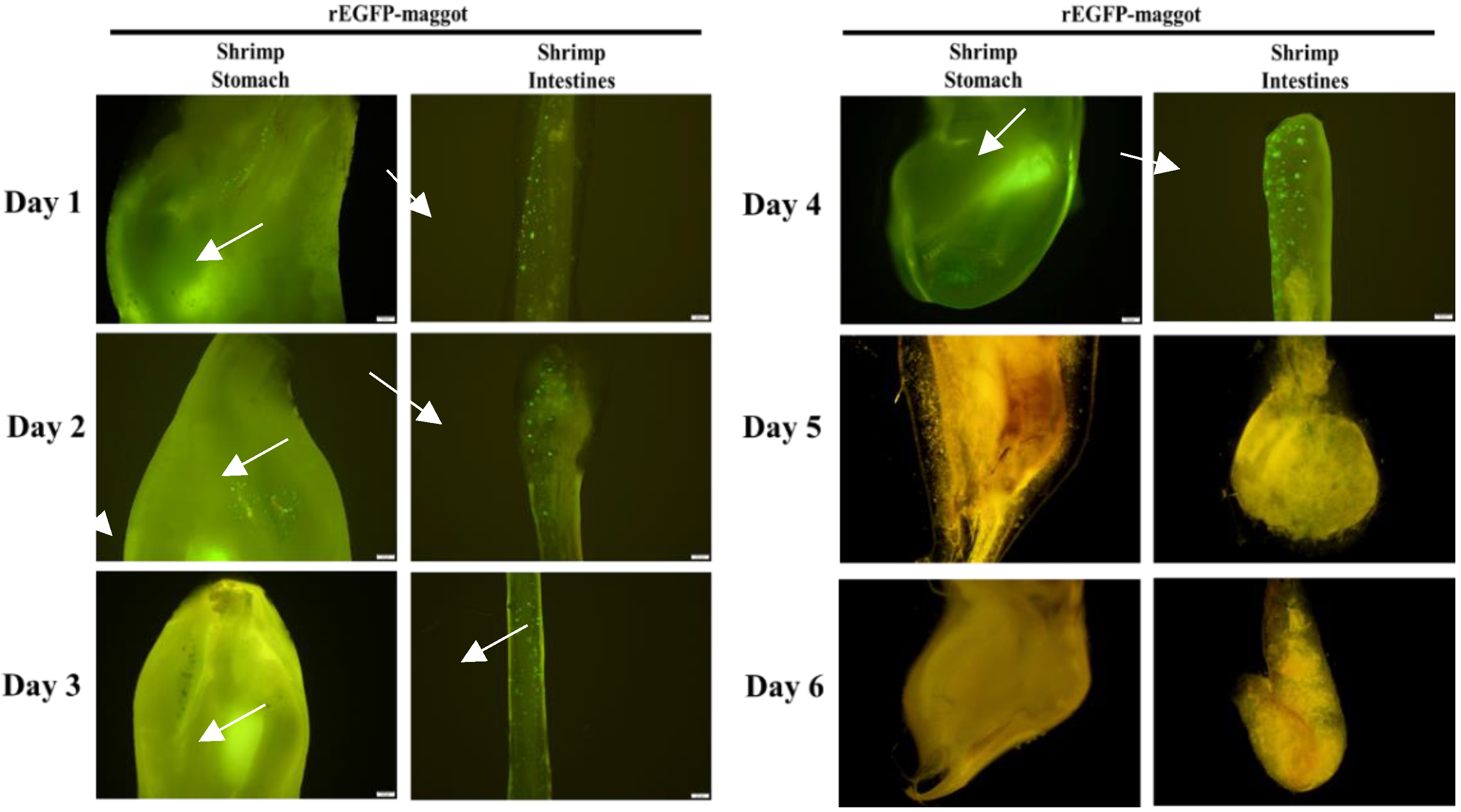 Life 11 00818 g005 550