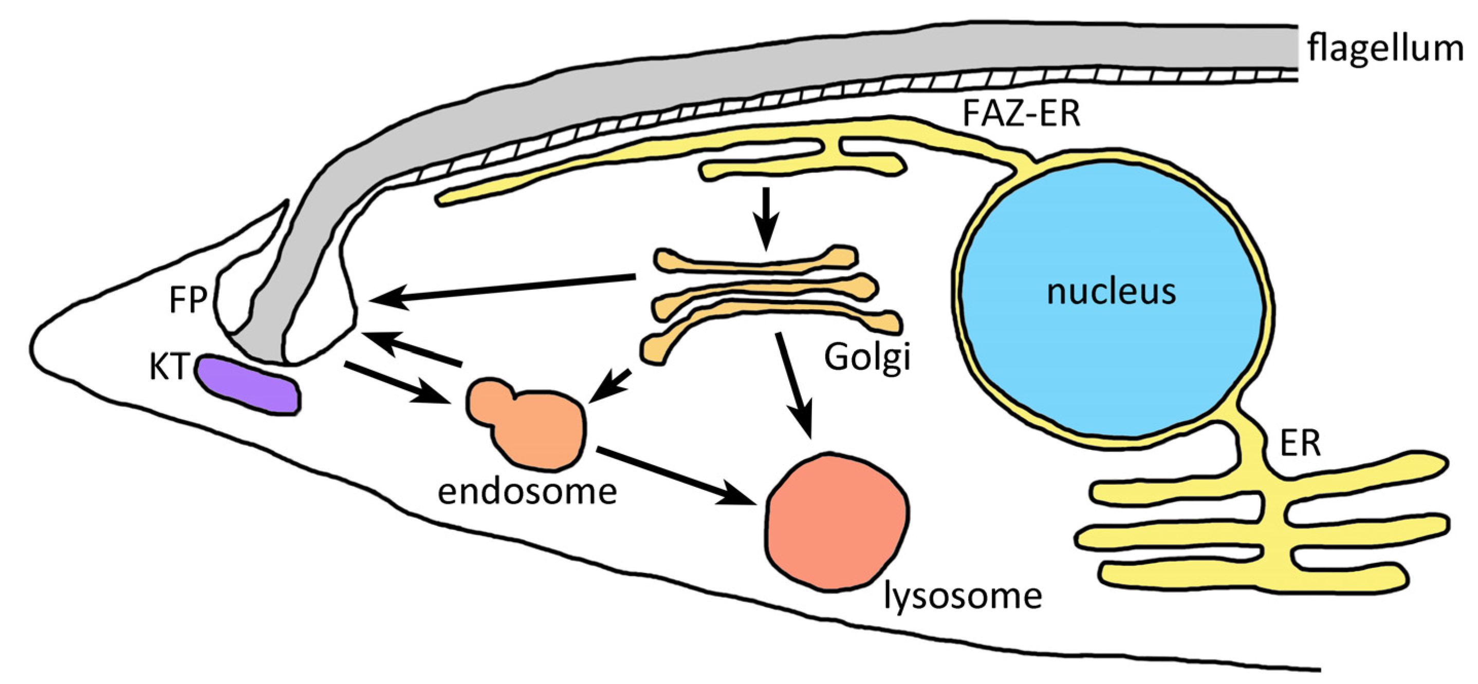 Life 11 00822 g002 Life 11 00822 g002