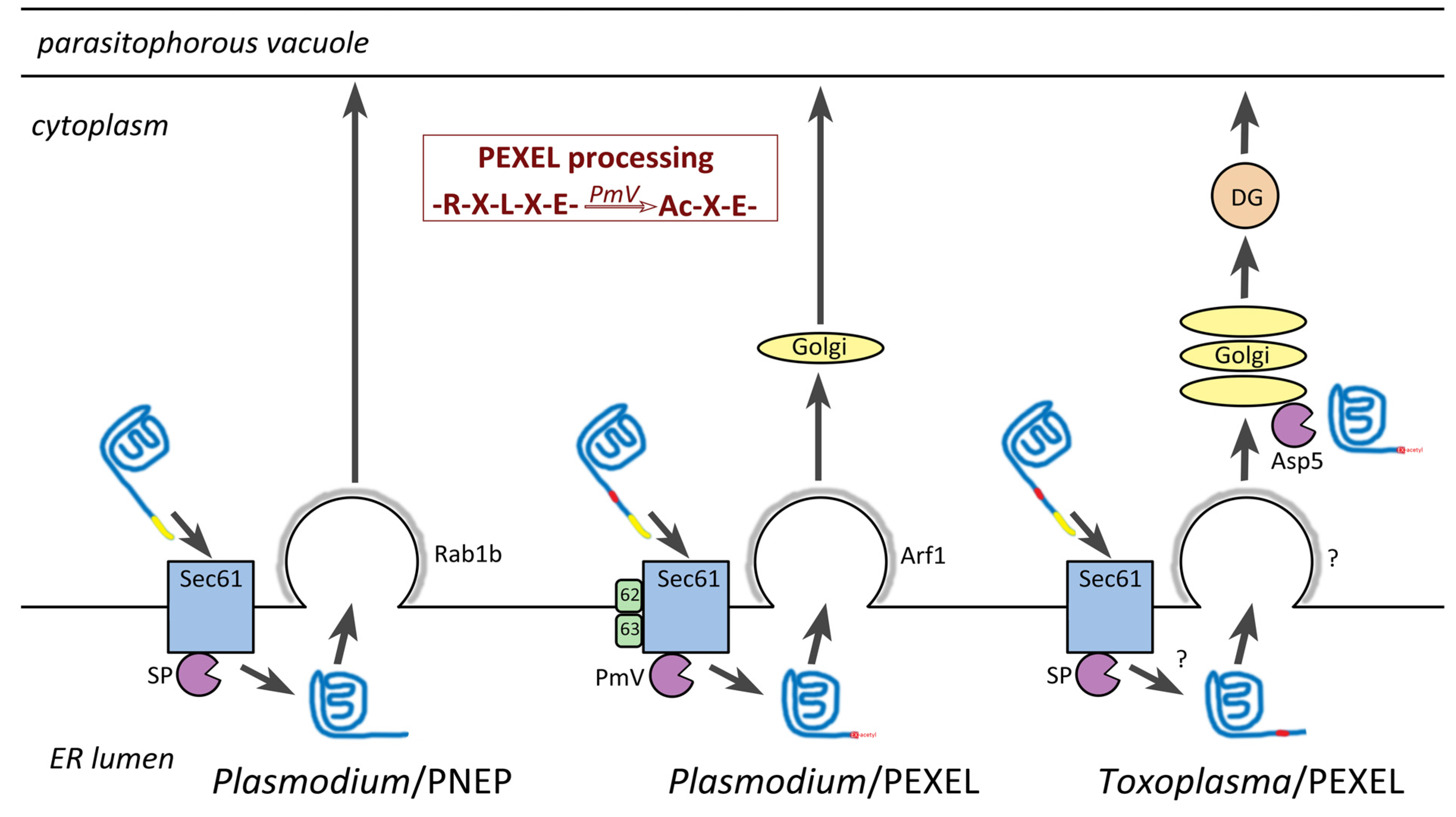 Life 11 00822 g003 Life 11 00822 g003