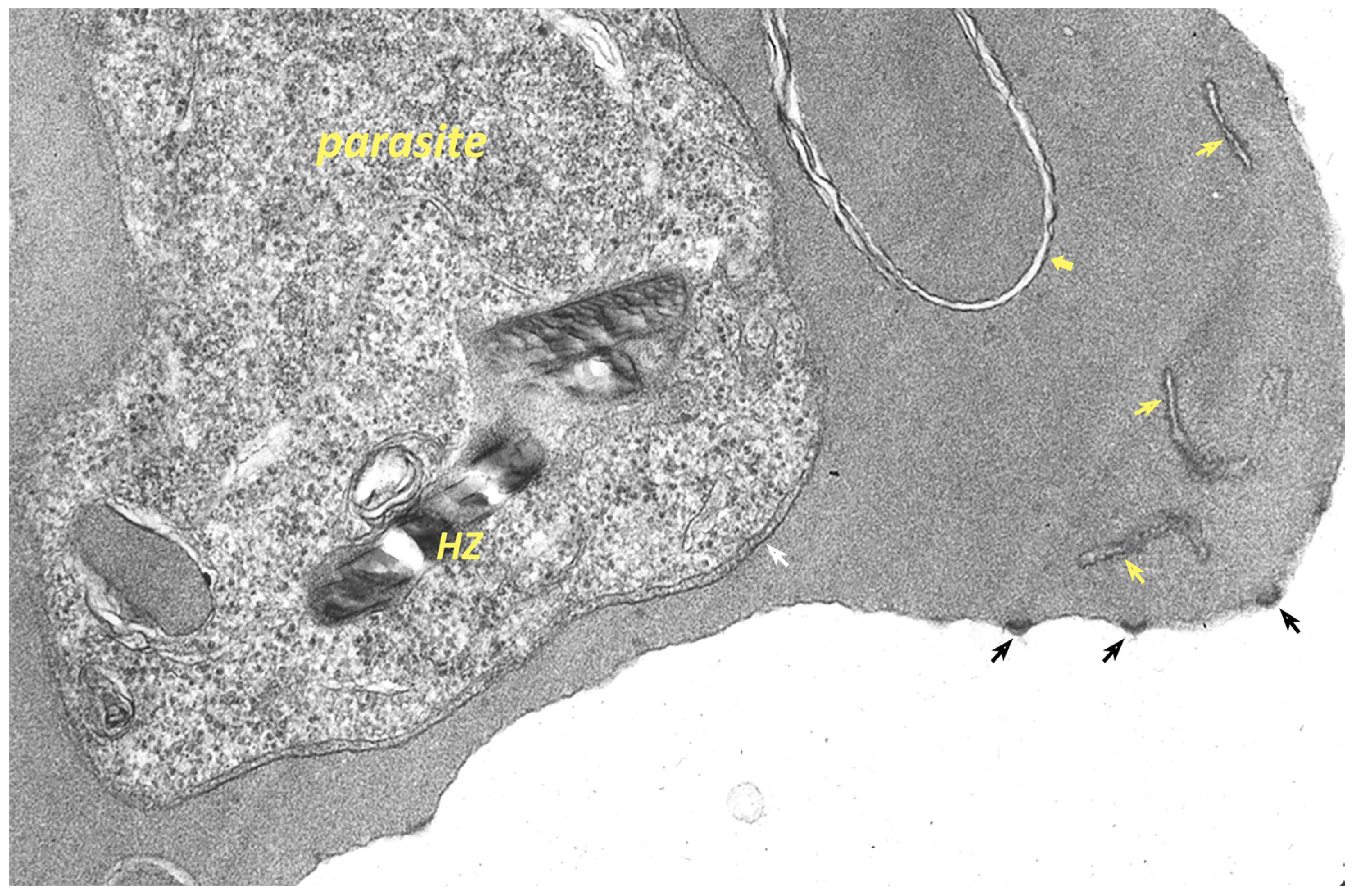 Life 11 00822 g004 Life 11 00822 g004