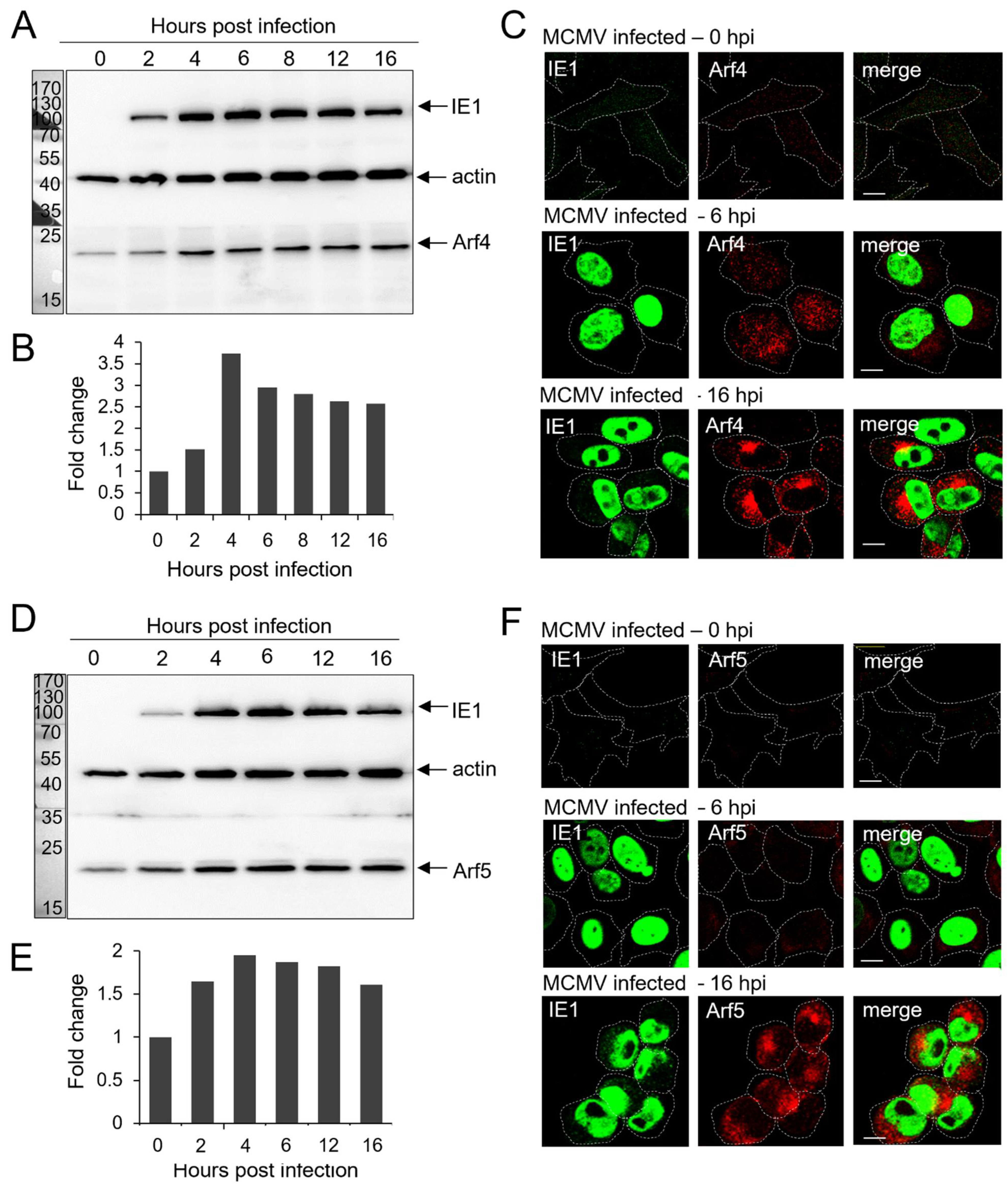 Life 11 00867 g002 Life 11 00867 g002