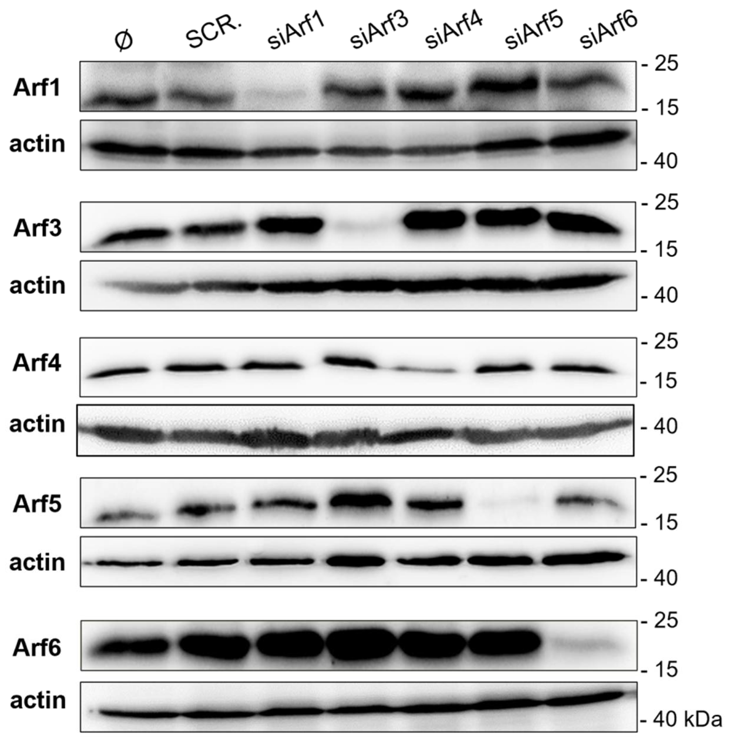 Life 11 00867 g007 Life 11 00867 g007