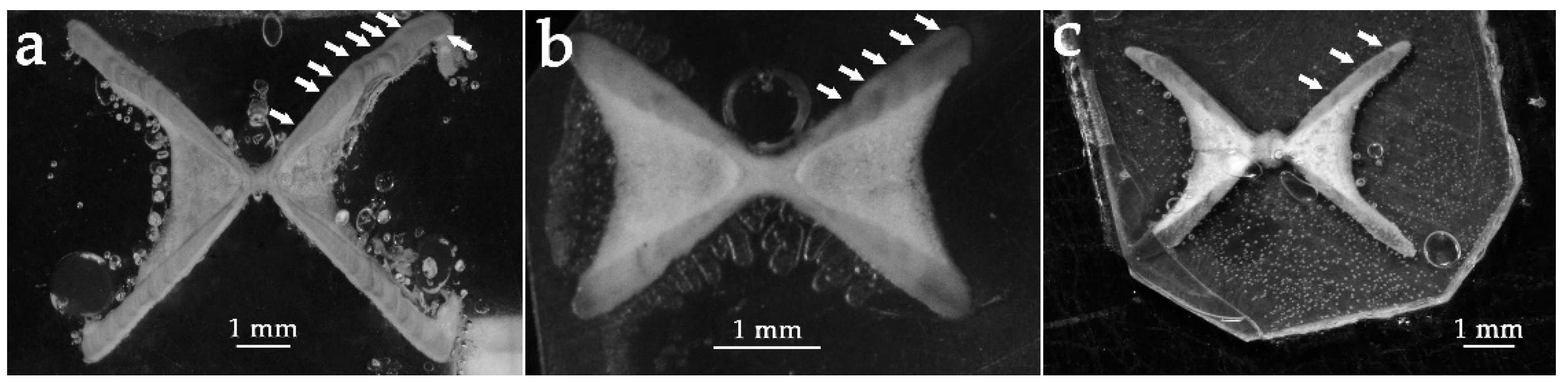 Life 11 00871 g004 550