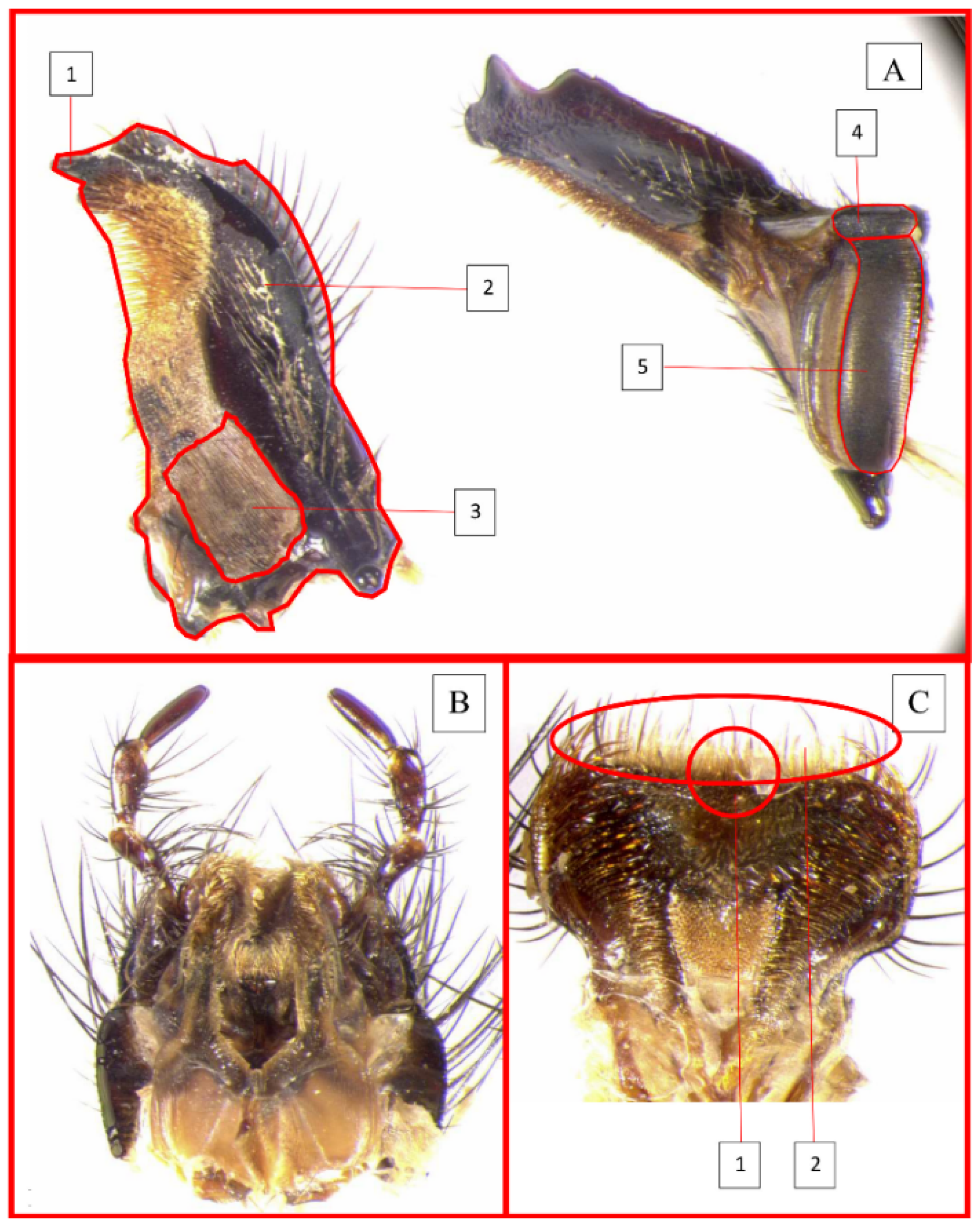 Life 11 00873 g001 Life 11 00873 g001