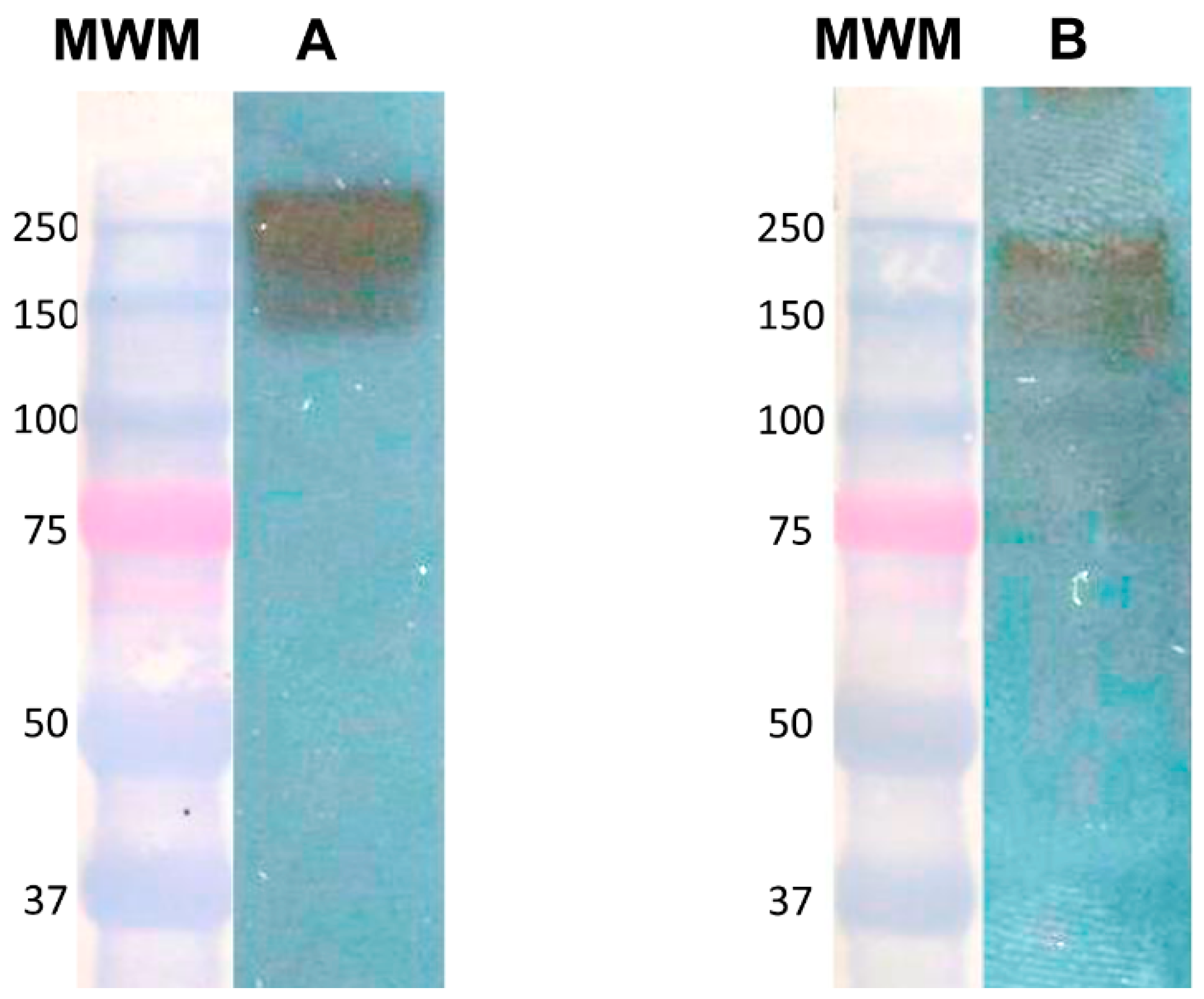 Life 11 00923 g002 550