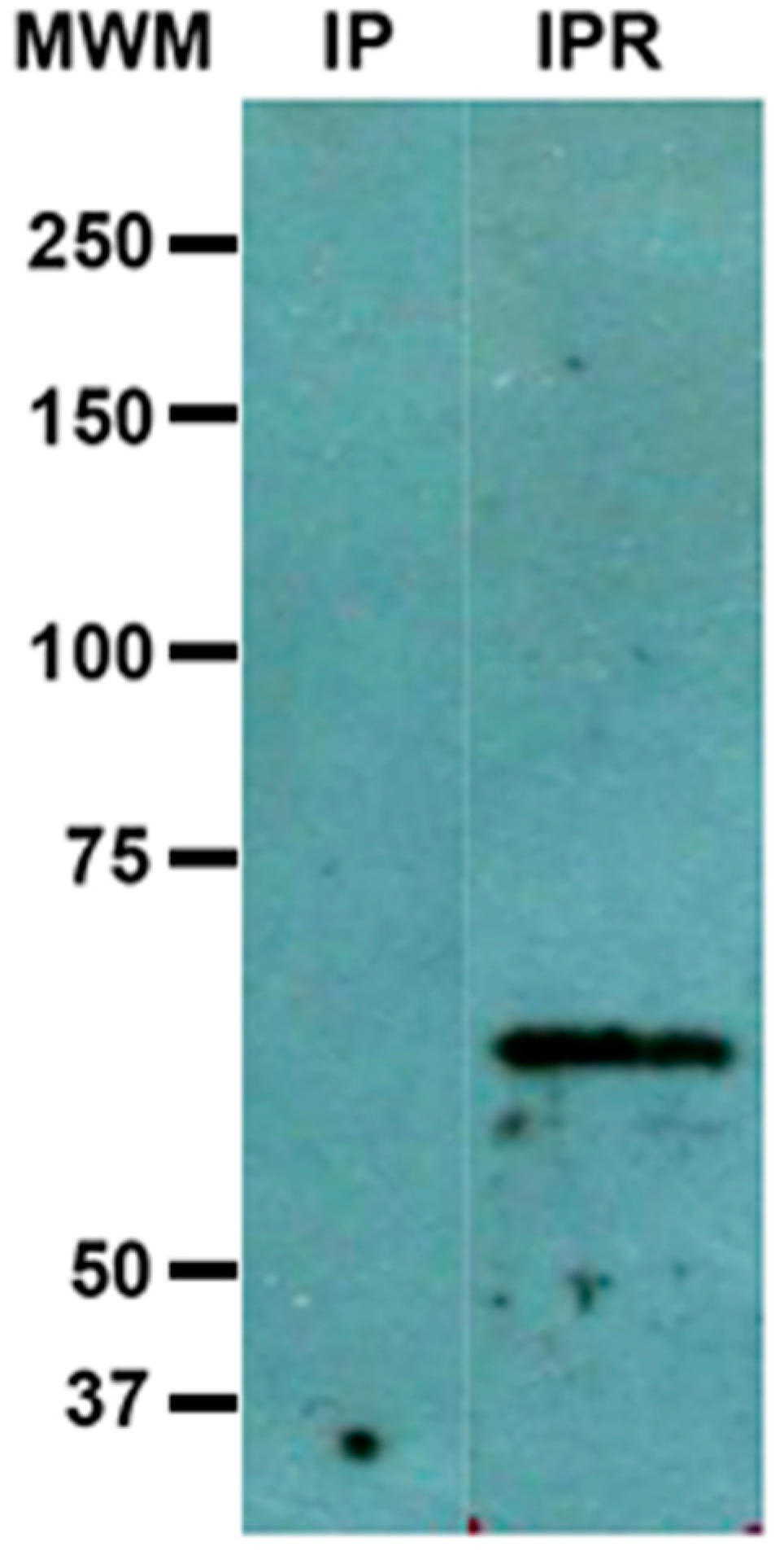 Life 11 00923 g003 550