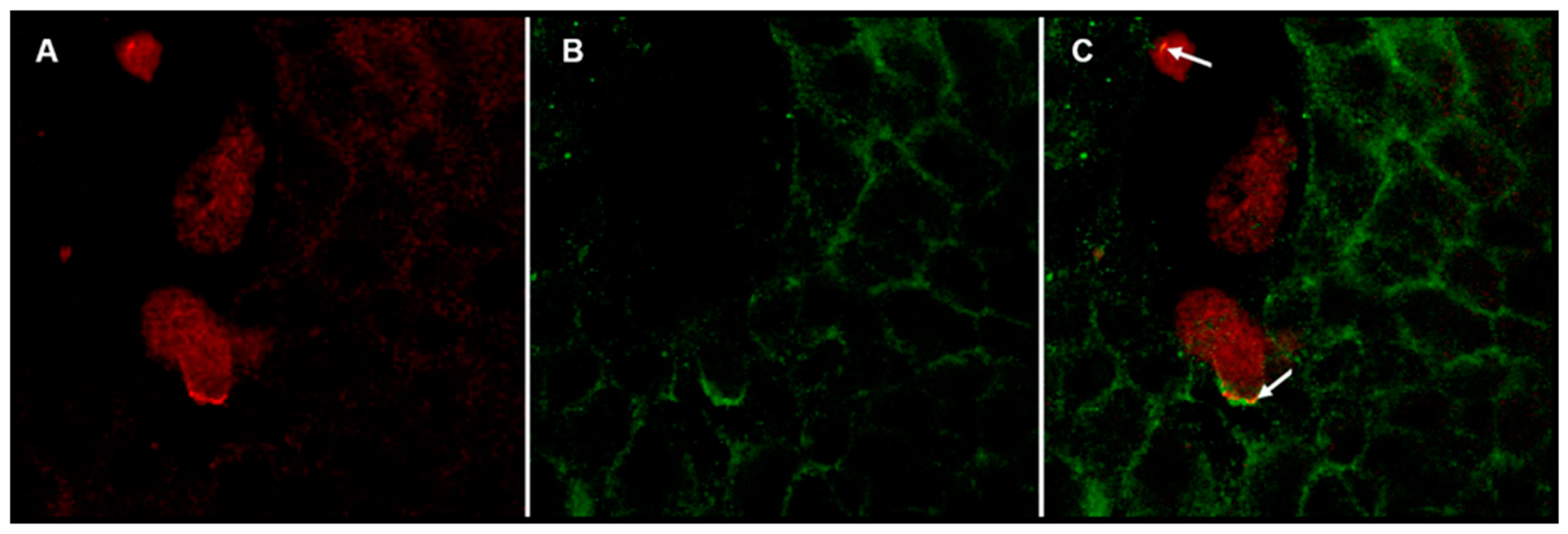 Life 11 00923 g005 550