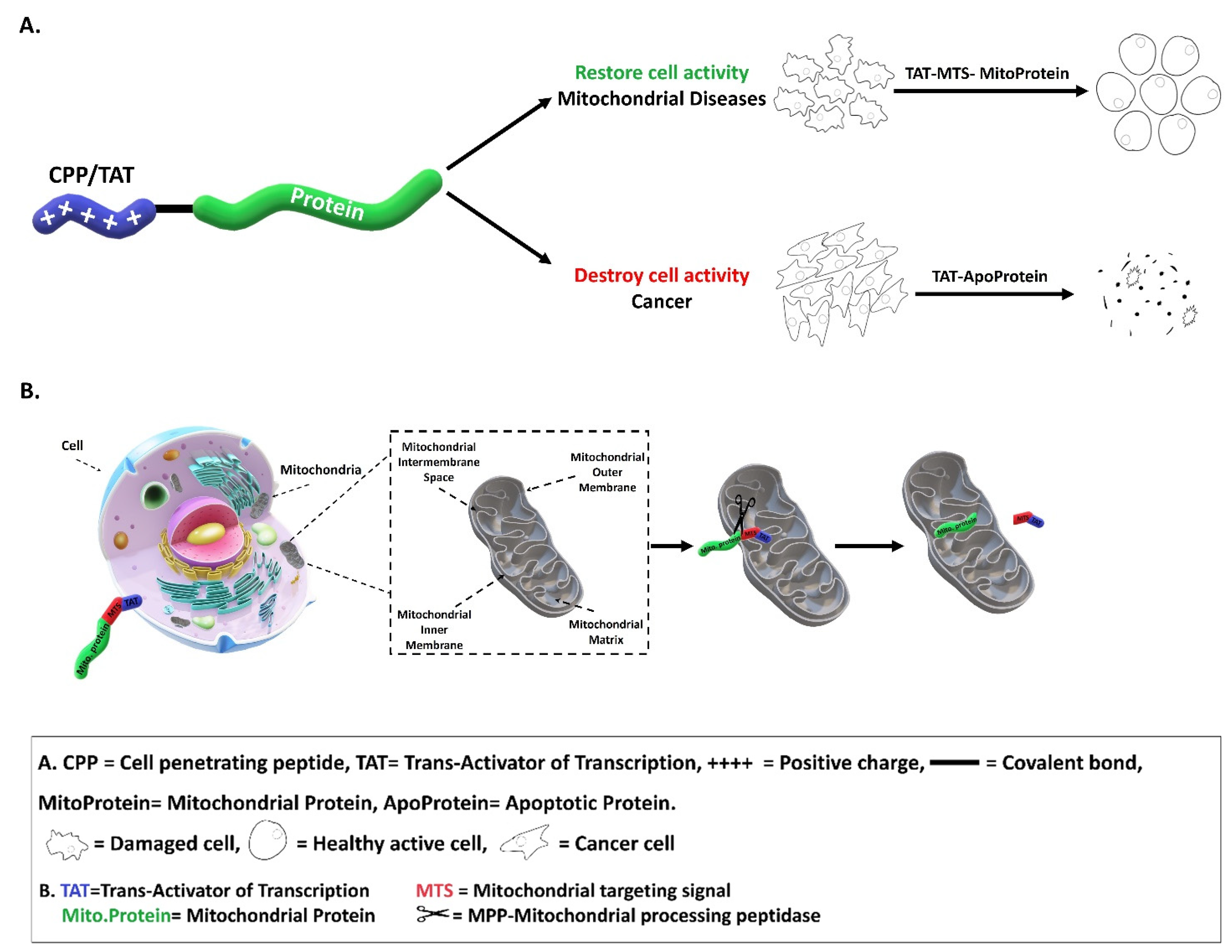 Life 11 00924 g001 550