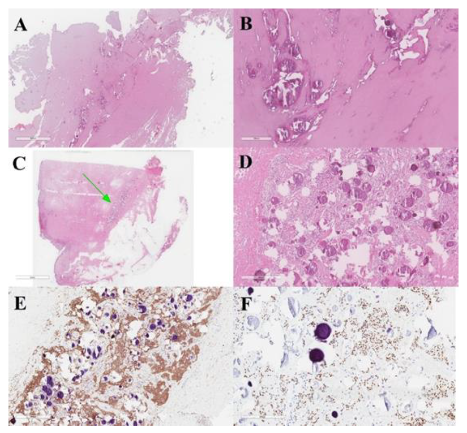 Life 11 00942 g007 Life 11 00942 g007