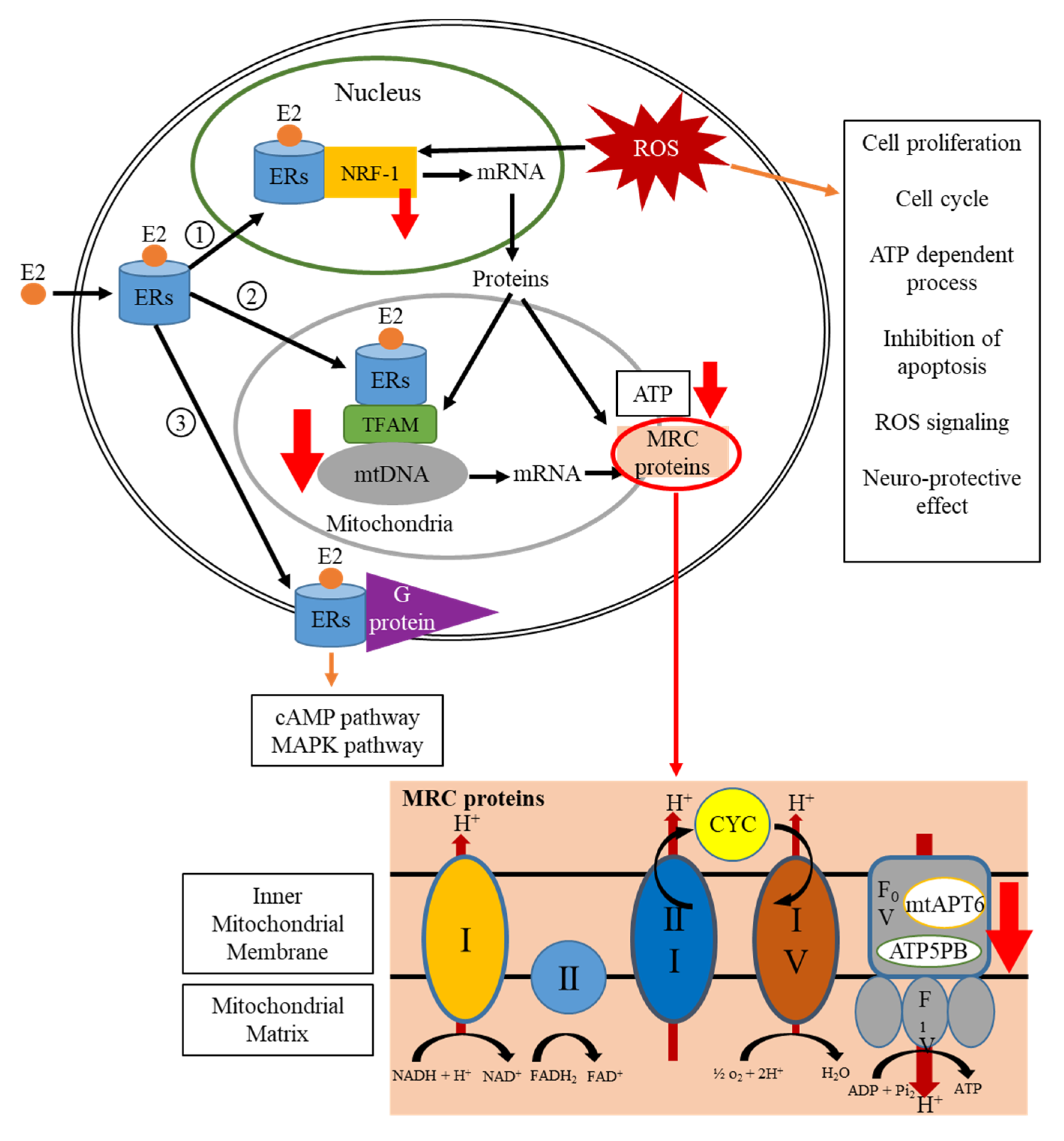 Life 11 00950 g005 550