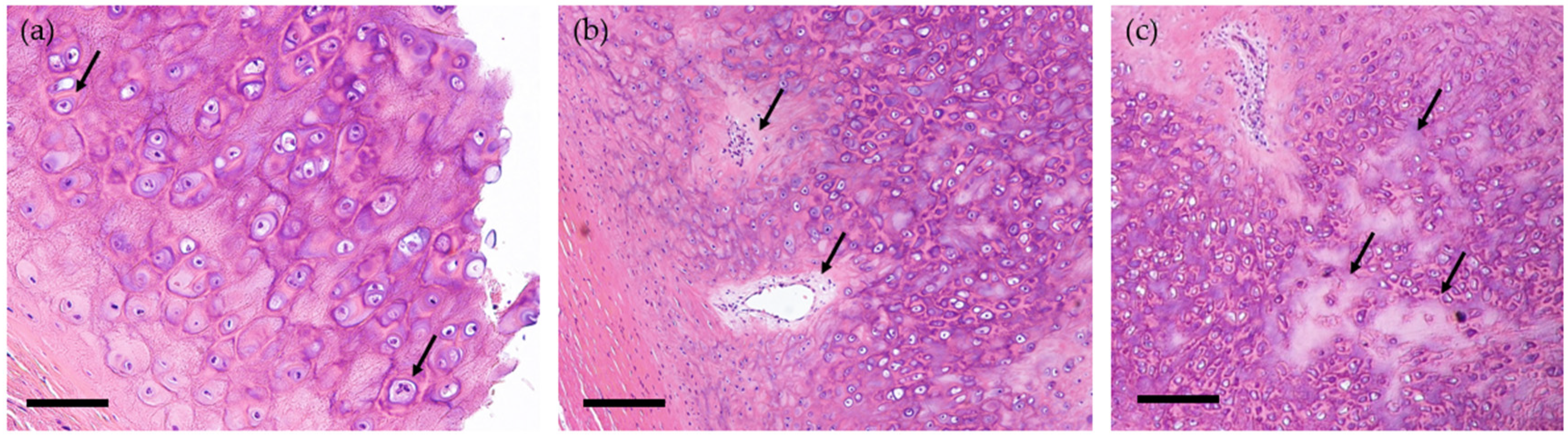 Life 11 00956 g002 550