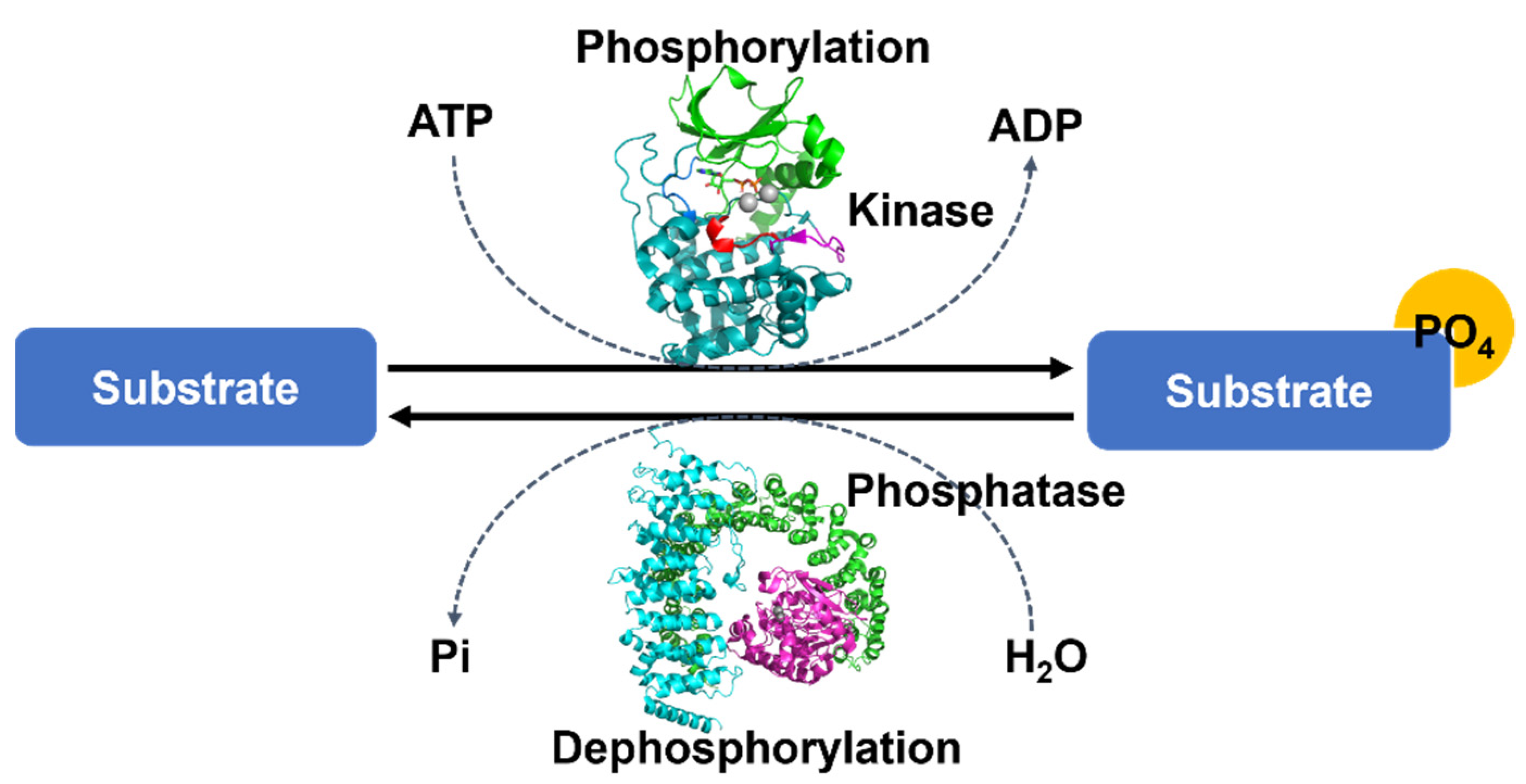 Life | Free Full-Text | Structural Insights into Protein Regulation by  Phosphorylation and Substrate Recognition of Protein Kinases/Phosphatases