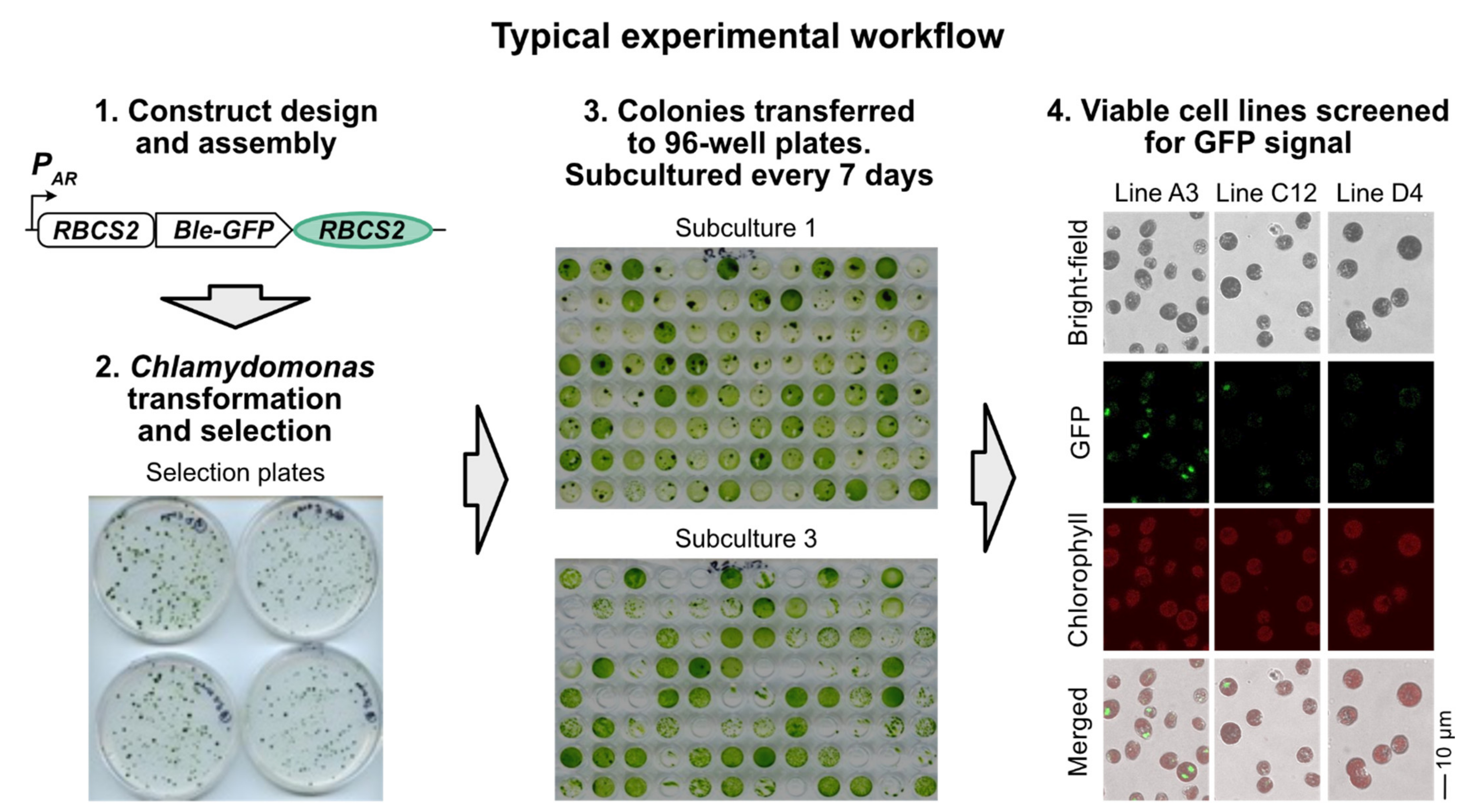 Life 11 00964 g001 550