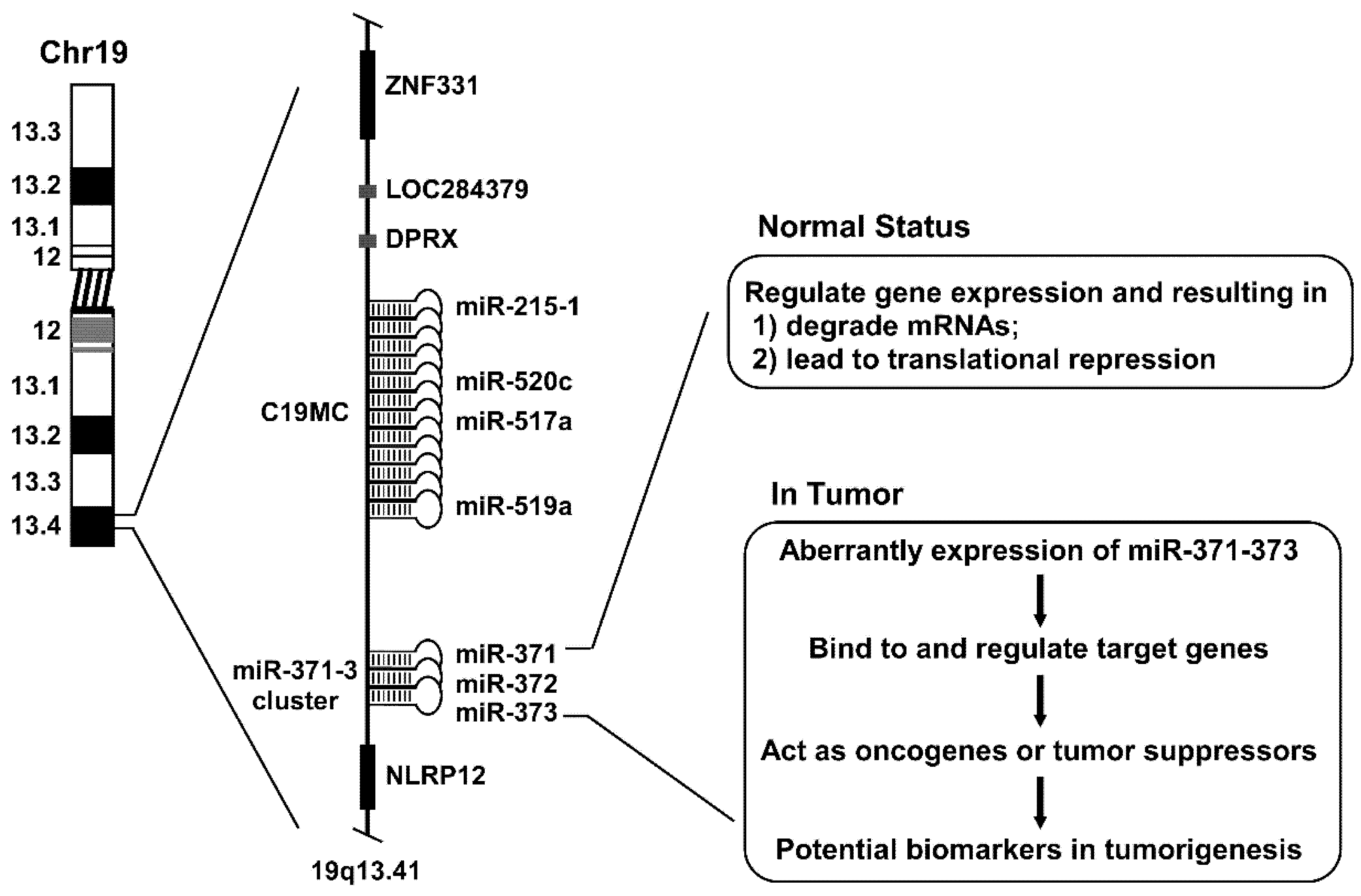 A Genetic Screen Implicates miRNA-372 and miRNA-373 As Oncogenes in  Testicular Germ Cell Tumors: Cell