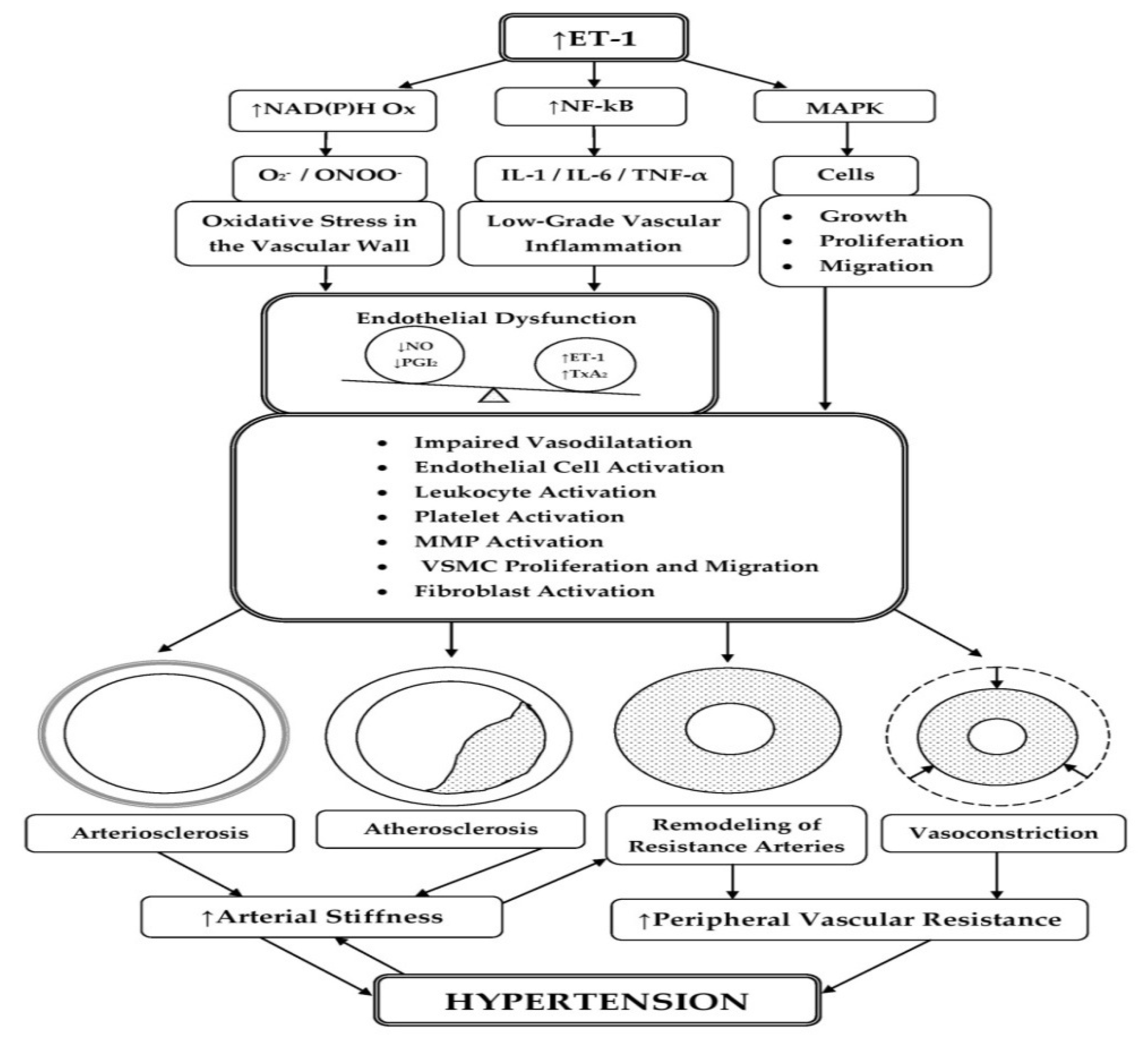 Life | Free Full-Text | The Causal Relationship between Endothelin-1 and Hypertension: Focusing on Endothelial Dysfunction, Arterial Vascular Blood Pressure Regulation | HTML