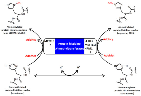 Setd1a The Structure, Activity, and Function of the SETD3 Protein Histidine ...