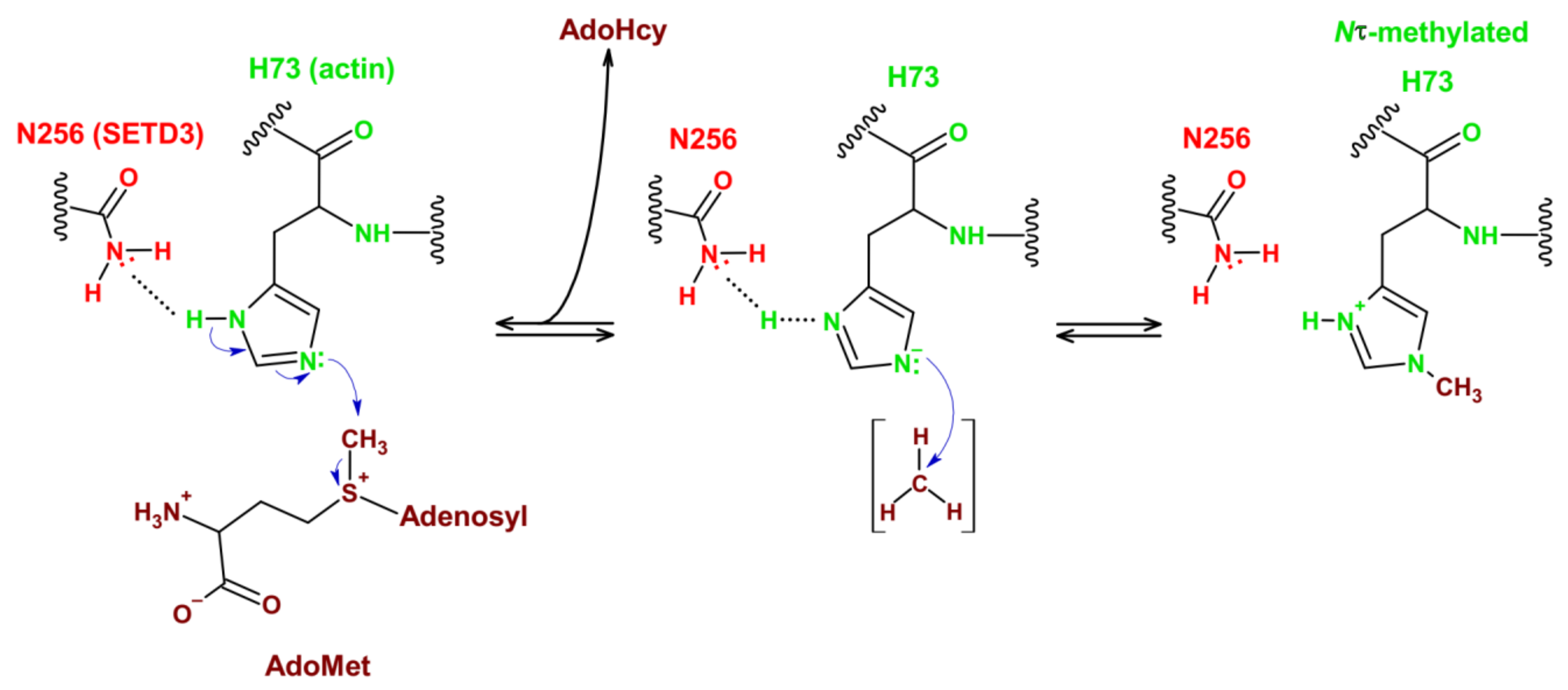 Life 11 01040 g006 Life 11 01040 g006