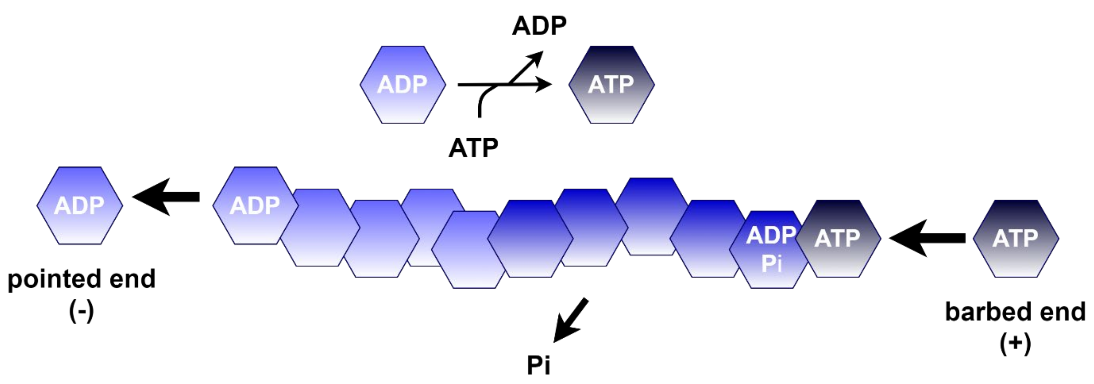 Life 11 01040 g008 Life 11 01040 g008
