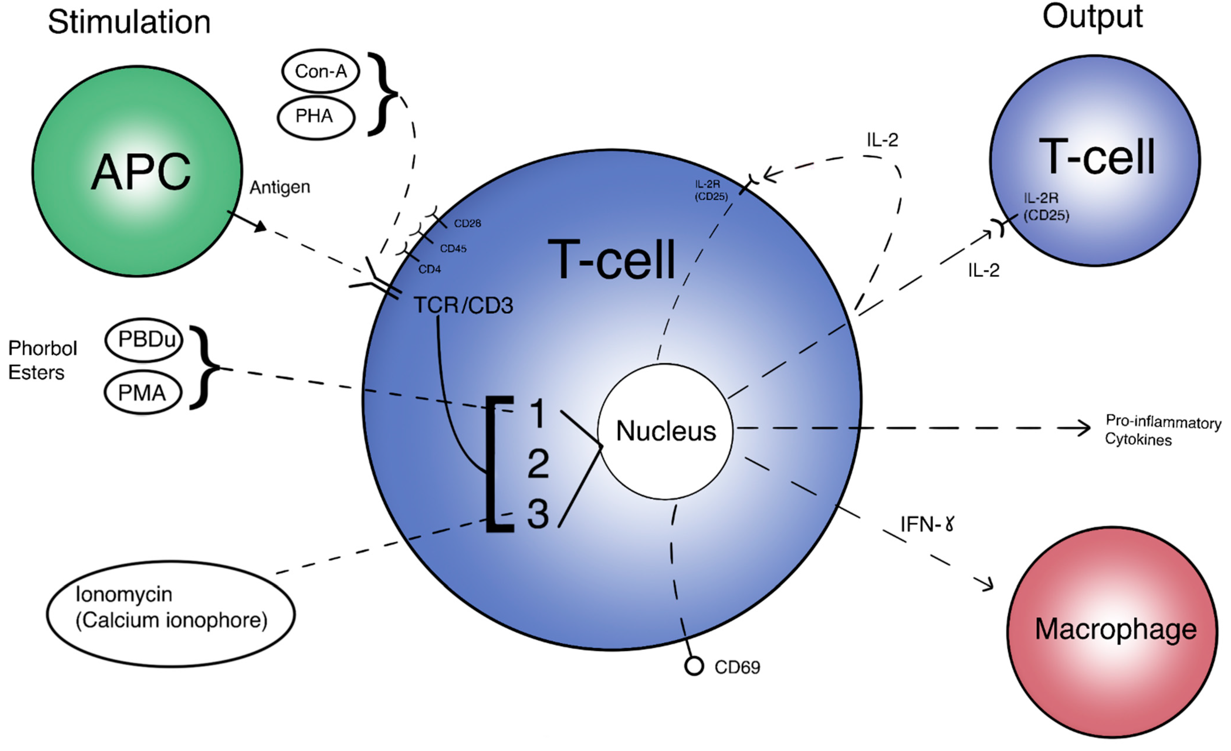 Life Free Full Text Mechano Immunomodulation In Space Mechanisms Involving Microgravity Induced Changes In T Cells Html Life Free Full Text Mechano Immunomodulation In Space Mechanisms Involving Microgravity Induced Changes In T Cells Html