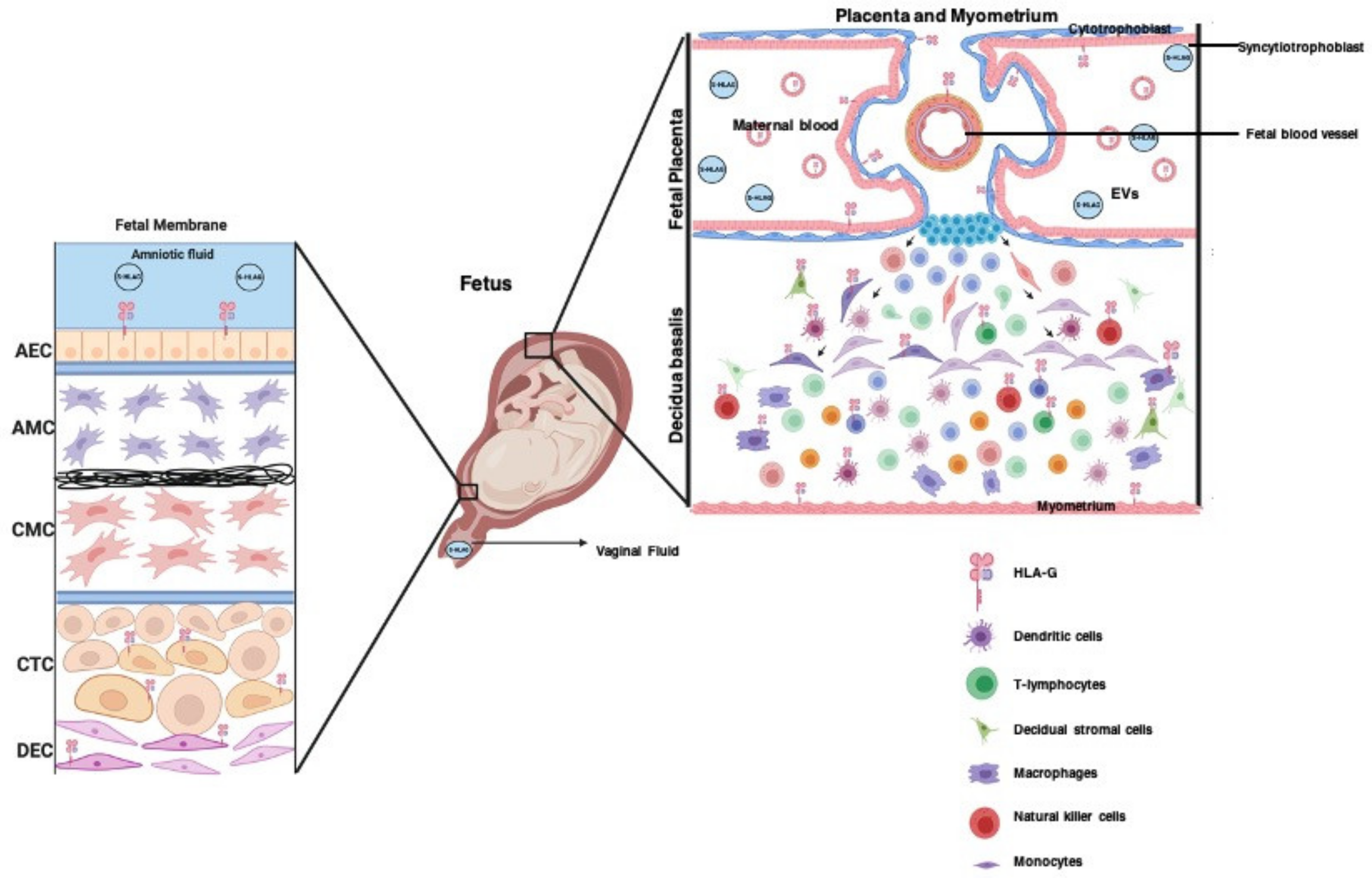 Life 11 01061 g004 Life 11 01061 g004