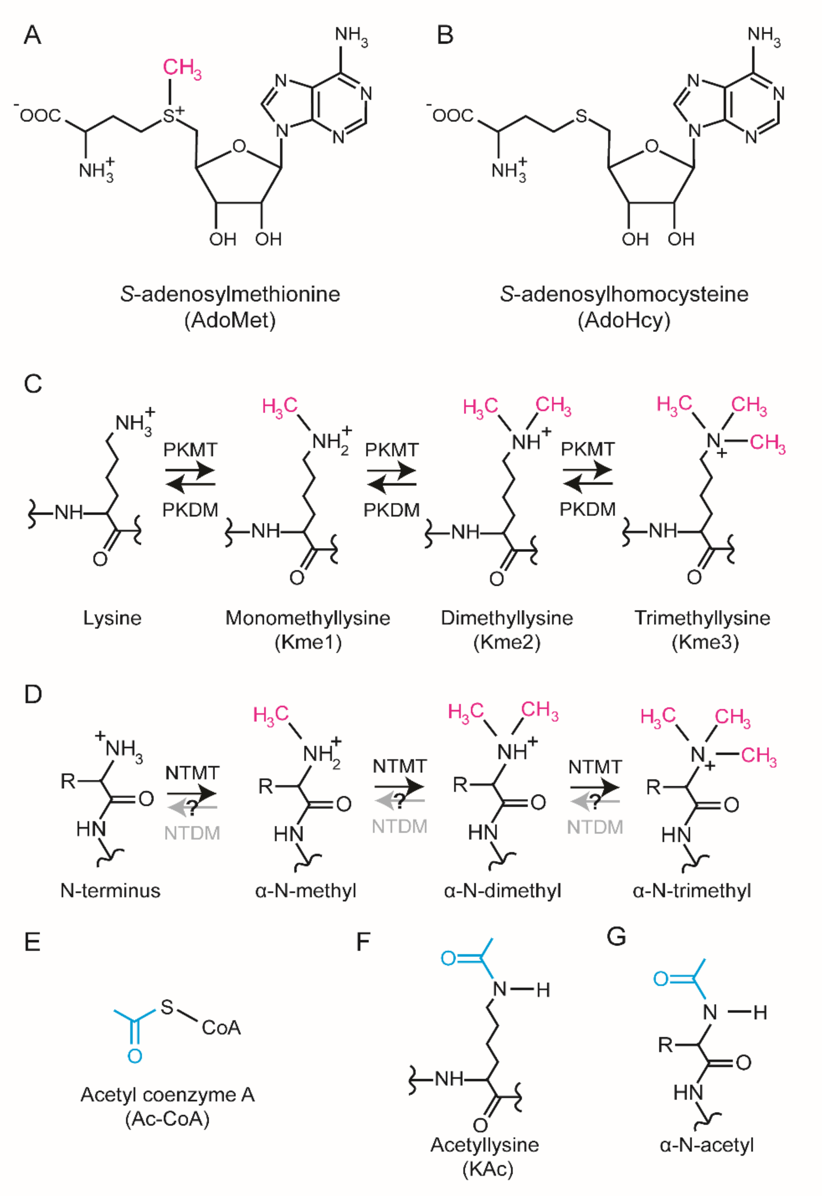 Life Free FullText Structure, Activity and Function of the Dual