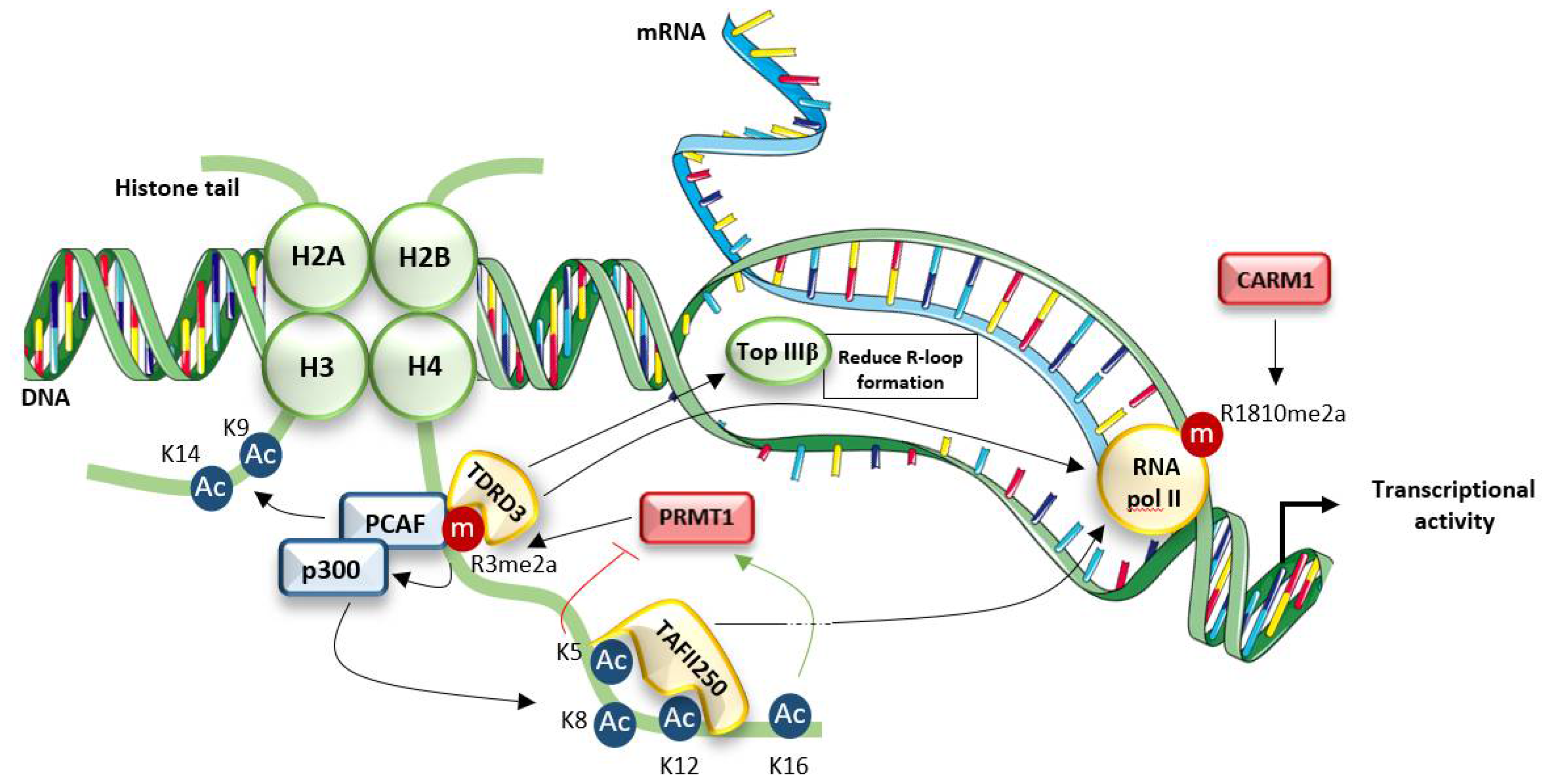 Life 11 01147 g002 Life 11 01147 g002