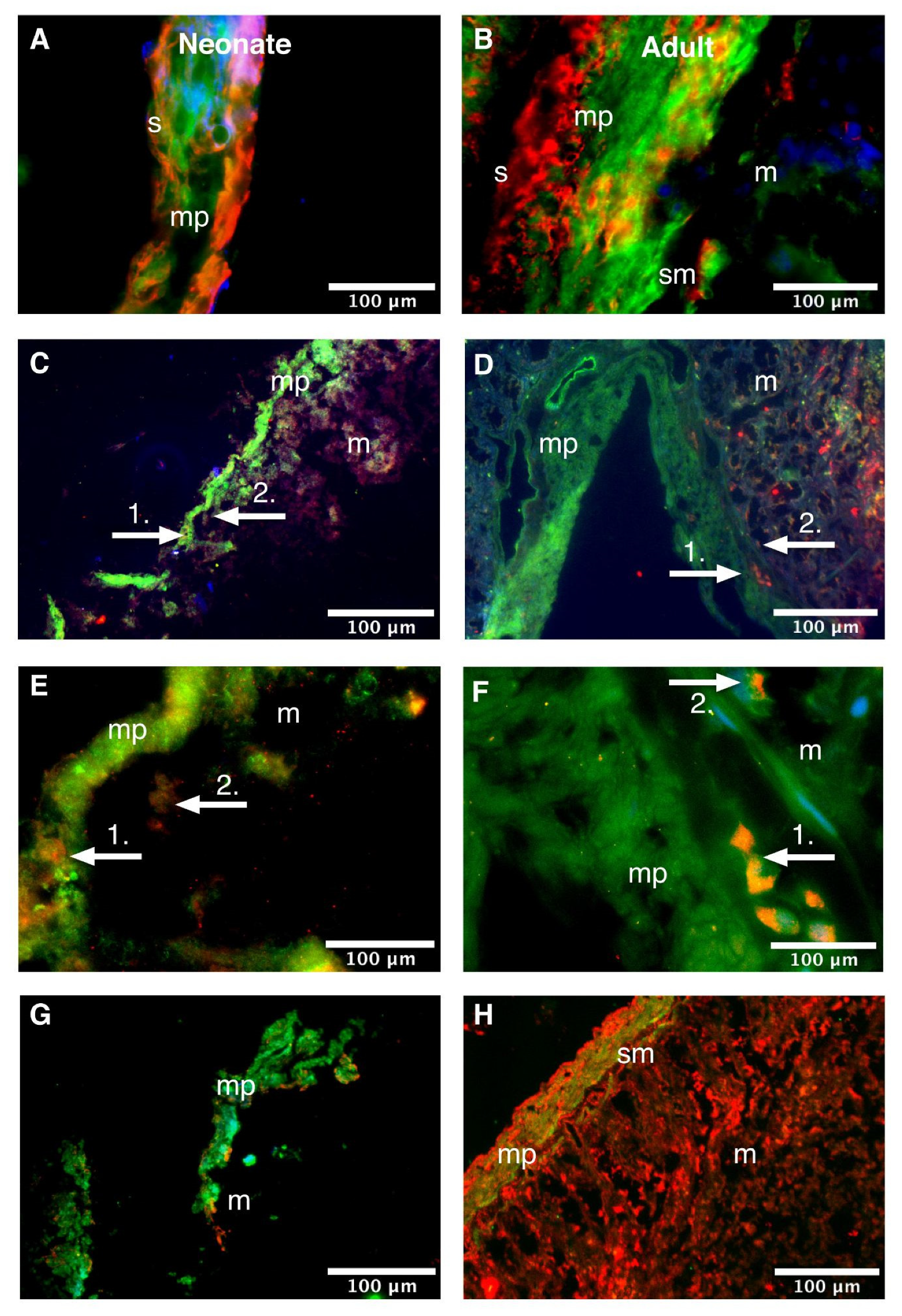 Life 11 01155 g004 Life 11 01155 g004