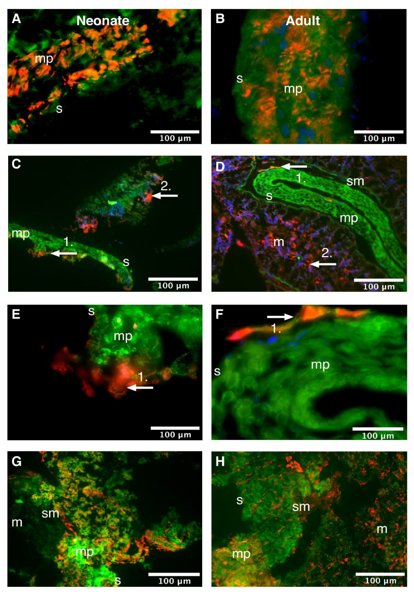 Life 11 01155 g005 Life 11 01155 g005