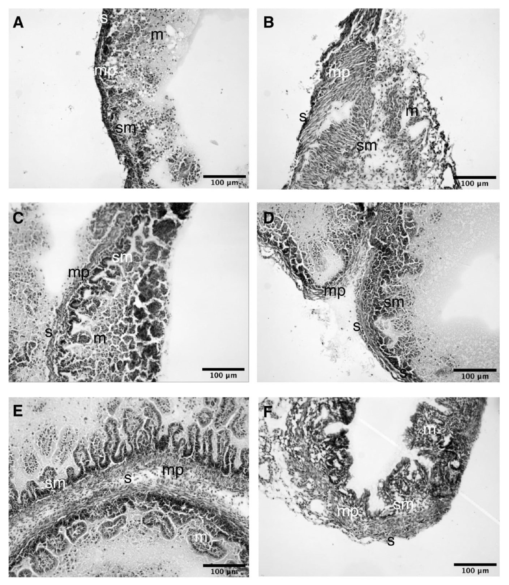Life 11 01155 g0a3 Life 11 01155 g0a3