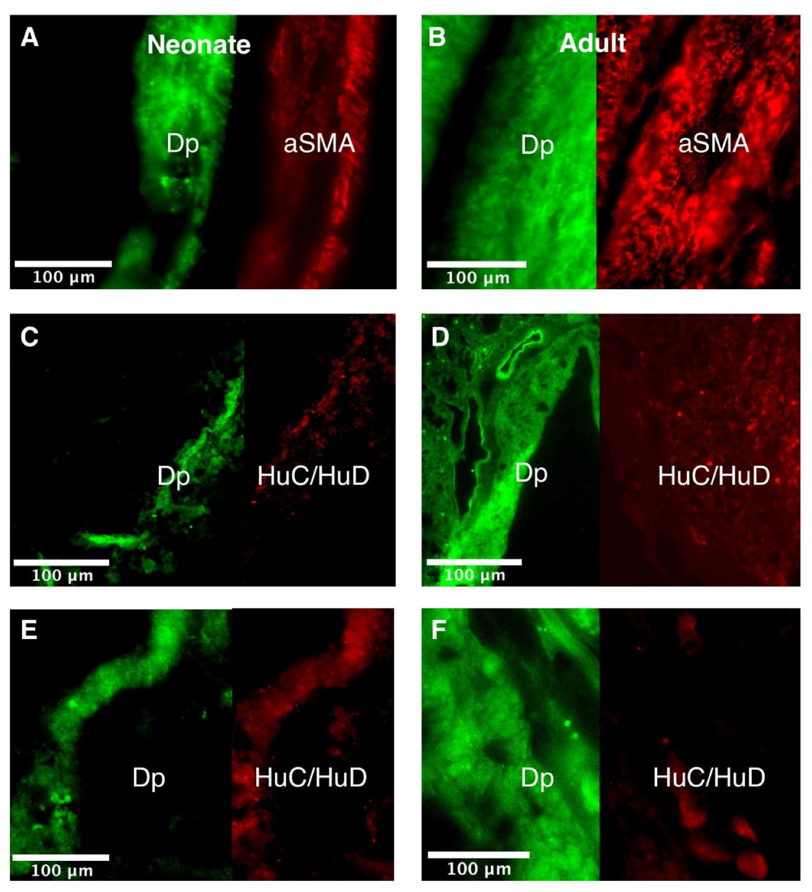 Life 11 01155 g0a5 Life 11 01155 g0a5