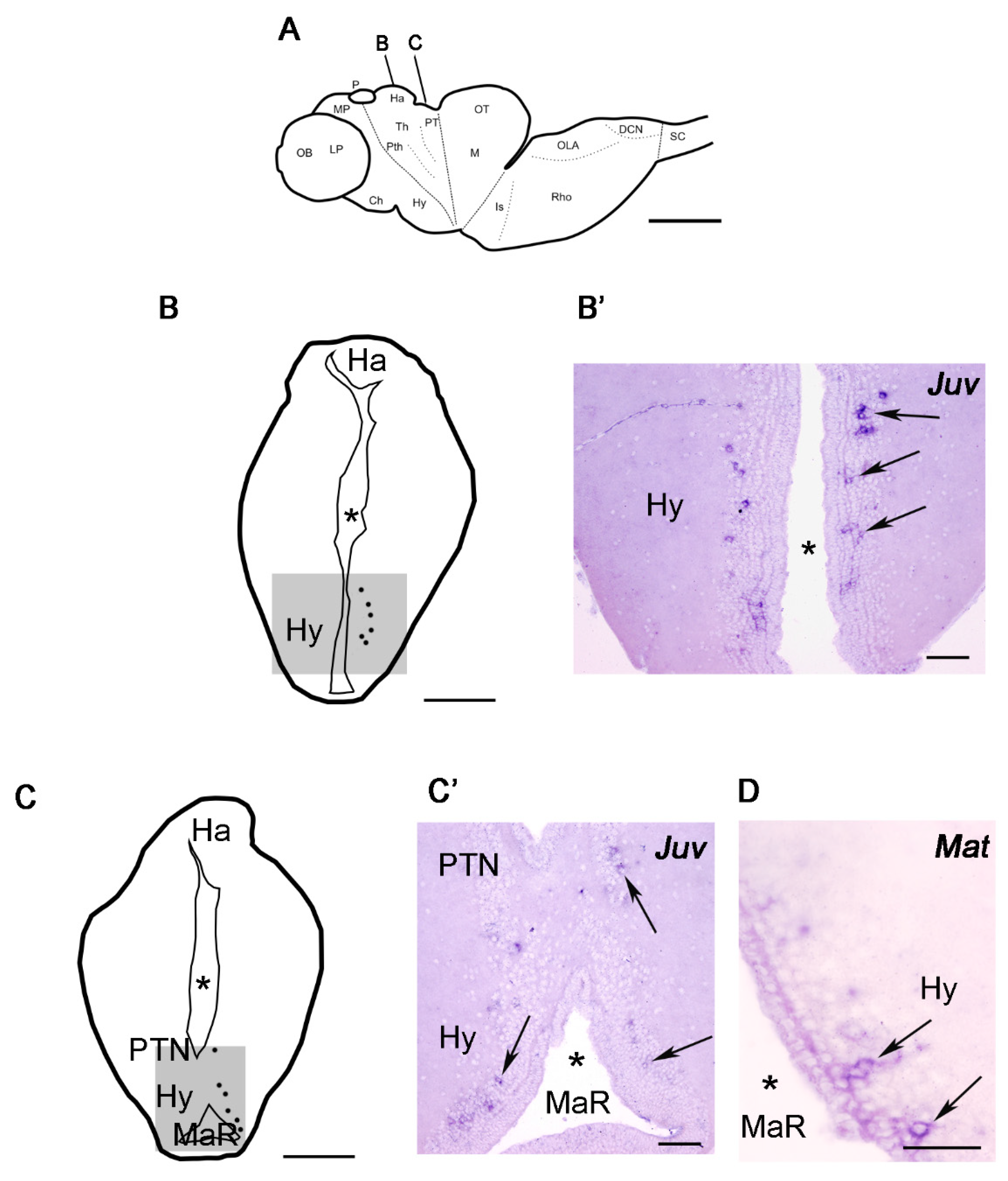 Life 11 01174 g002 Life 11 01174 g002
