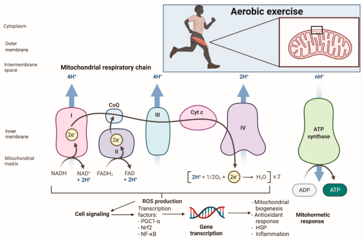 Life Free Full Text Oxidative Stress Mitochondrial Function And Adaptation To Exercise New Perspectives In Nutrition Html