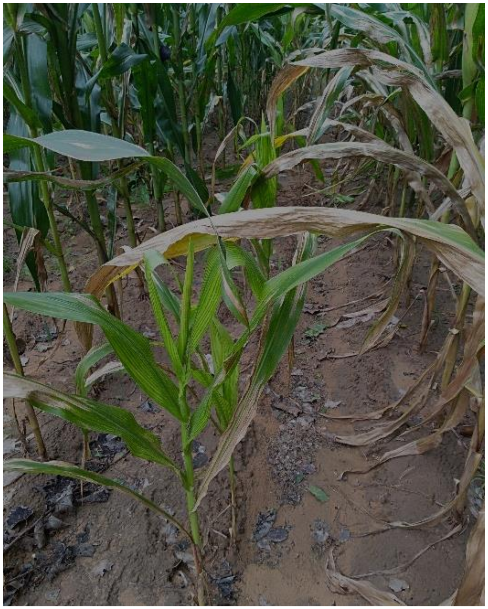 Life 11 01303 g001 550