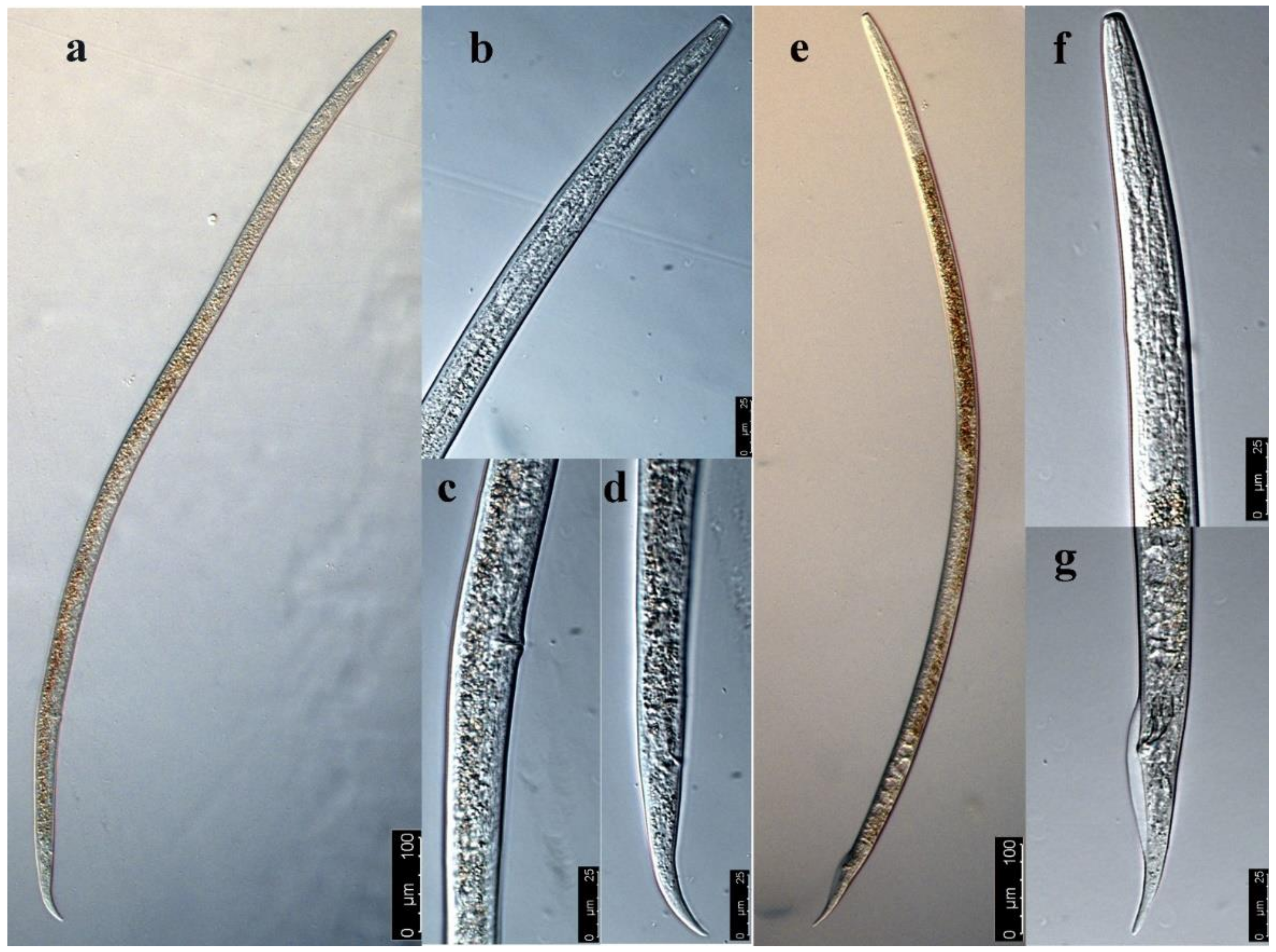 Life 11 01303 g002 550