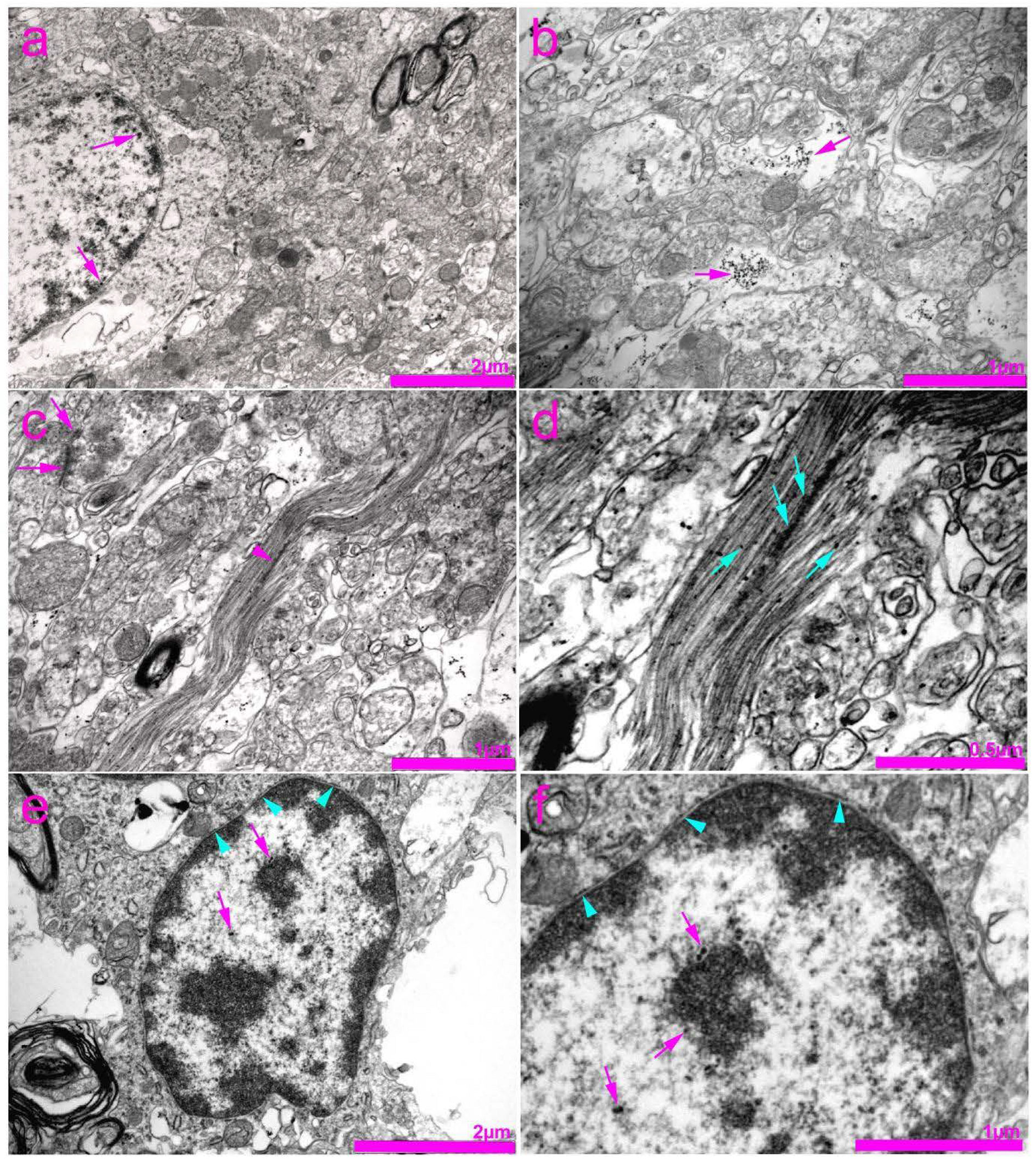 Life 11 01330 g005 Life 11 01330 g005