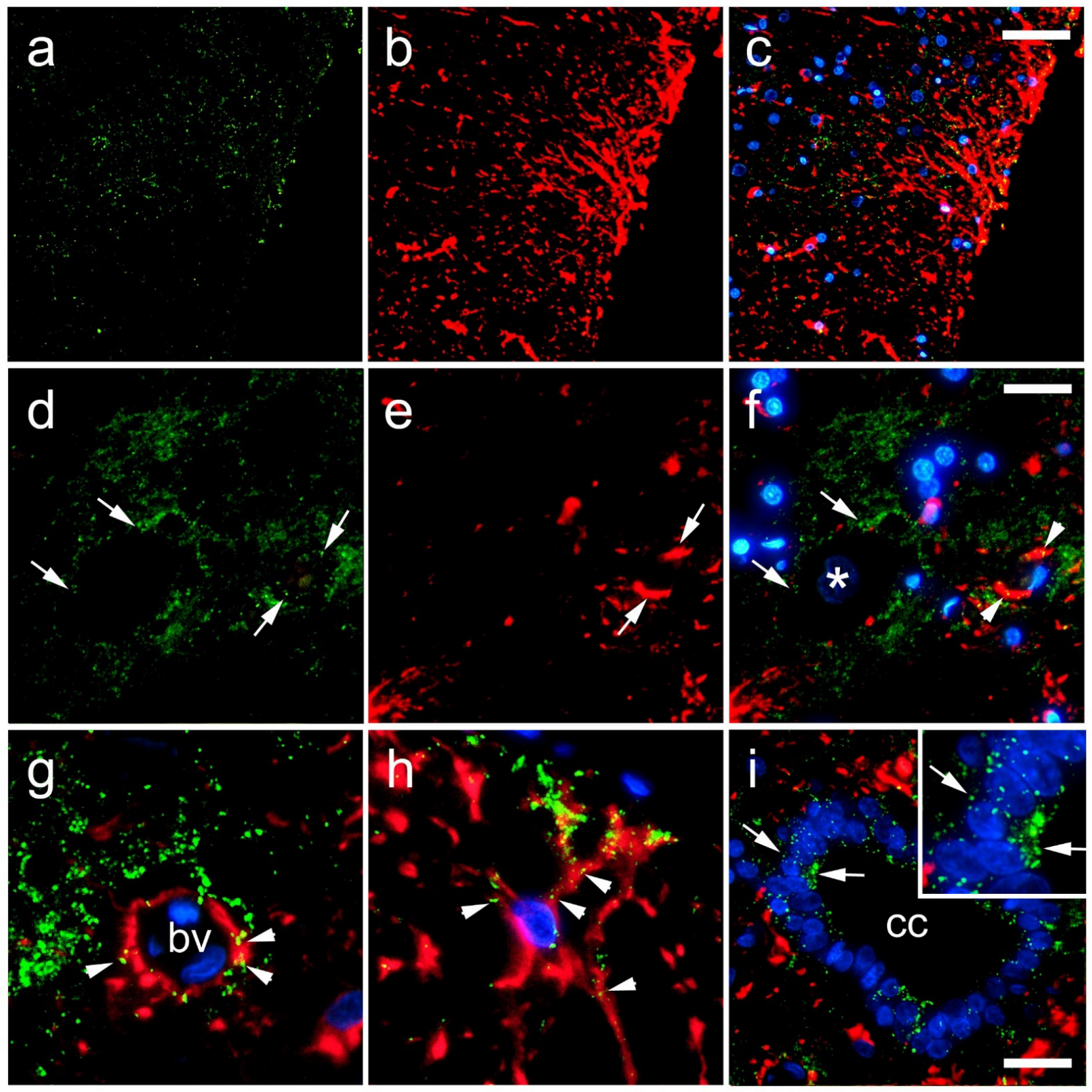 Life 11 01330 g010 Life 11 01330 g010