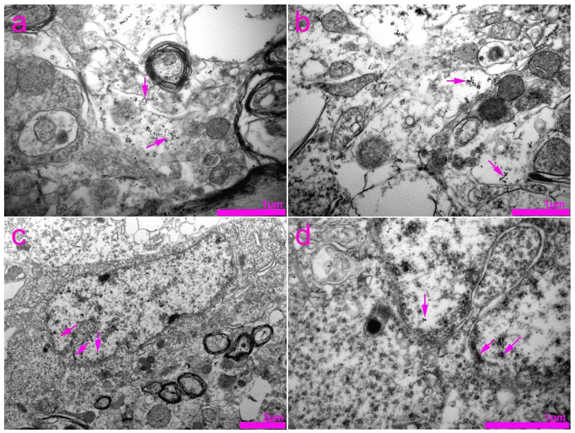 Life 11 01330 g011 Life 11 01330 g011