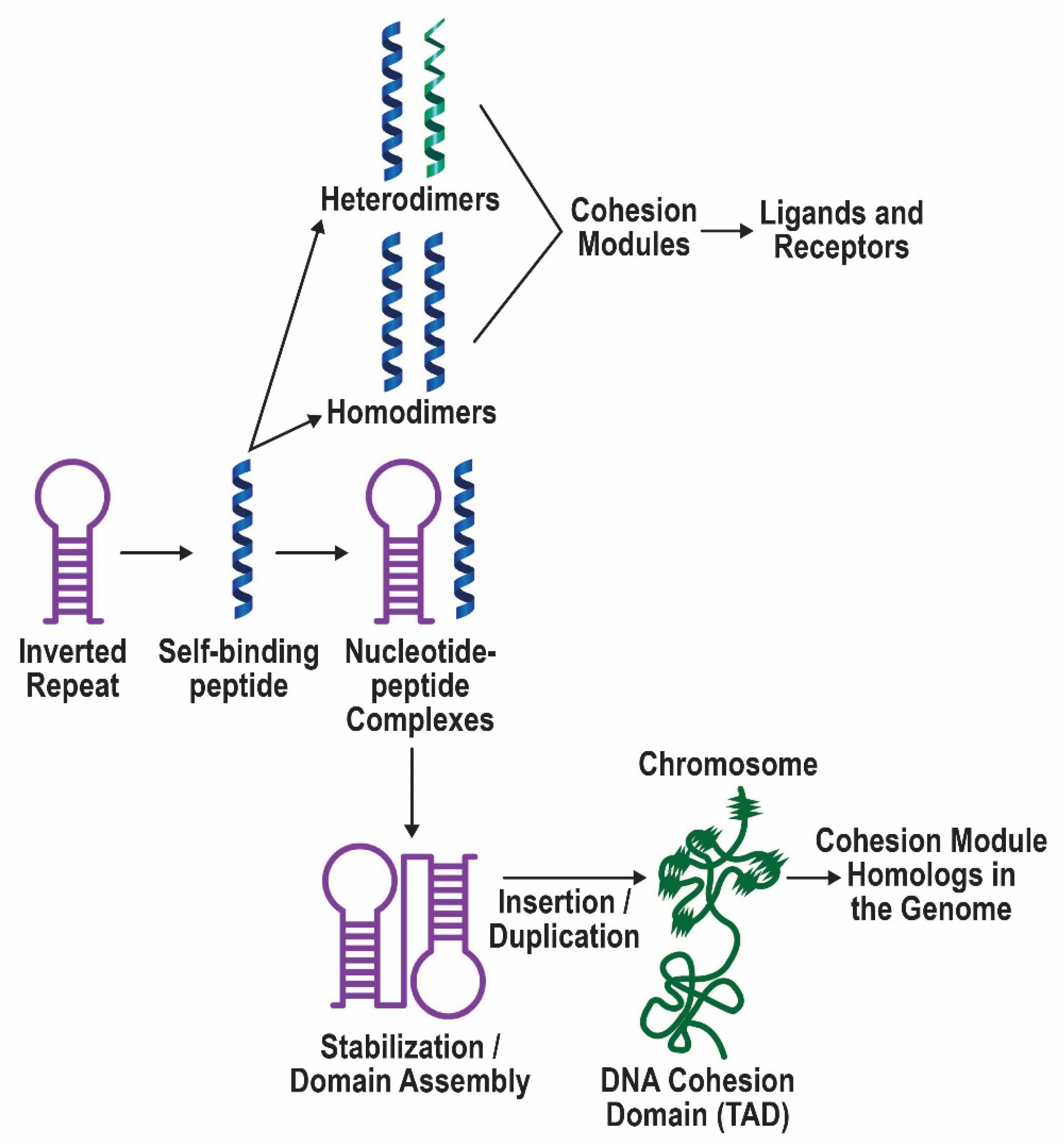 Ancestry blocks for canine chromosome 6. Each horizontal band is an