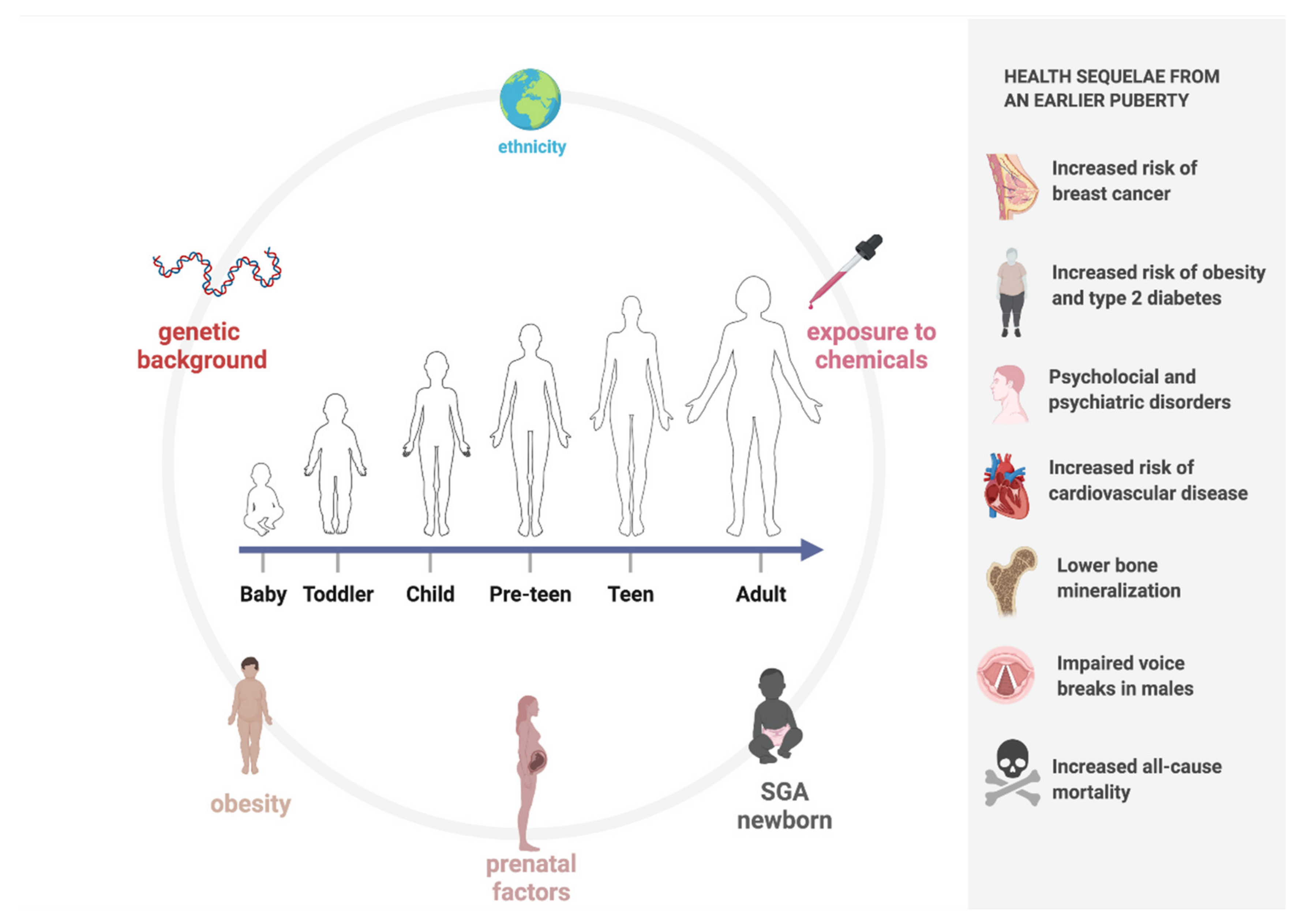 Puberty Growth Chart