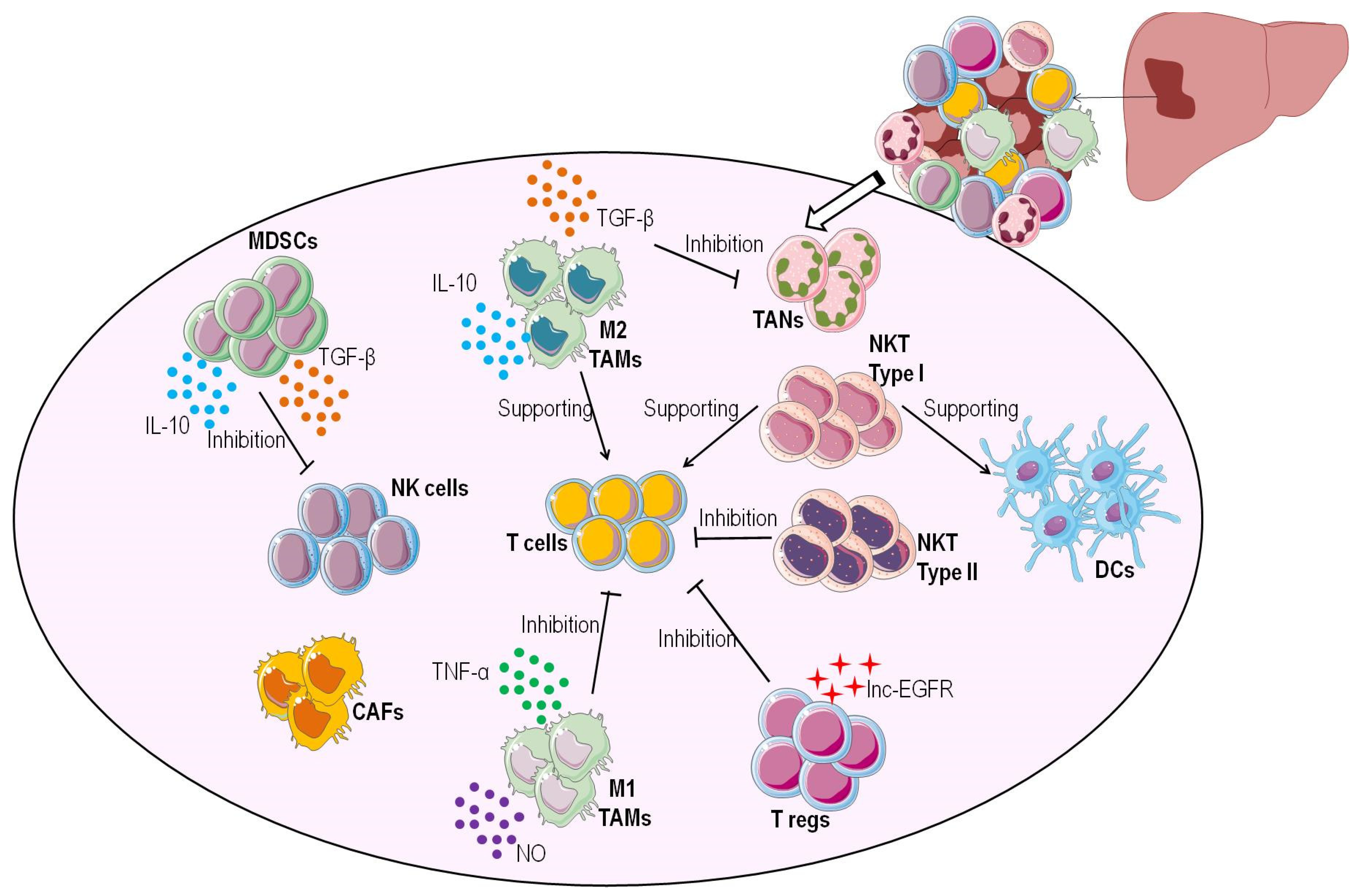 Life | Free Full-Text | Immunotherapy for Hepatocellular Carcinoma 