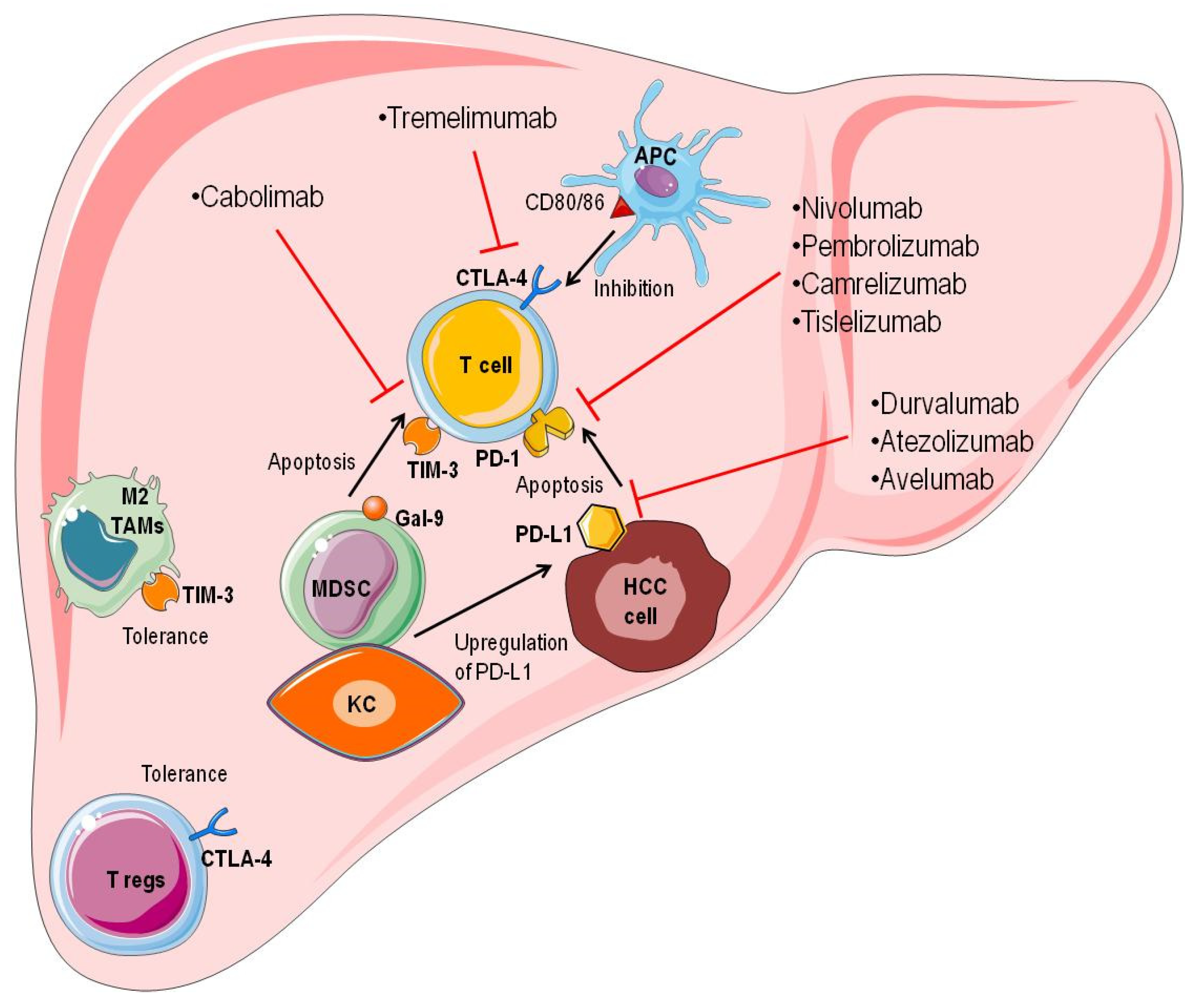 Immunotherapy for Hepatocellular Carcinoma: New Prospects