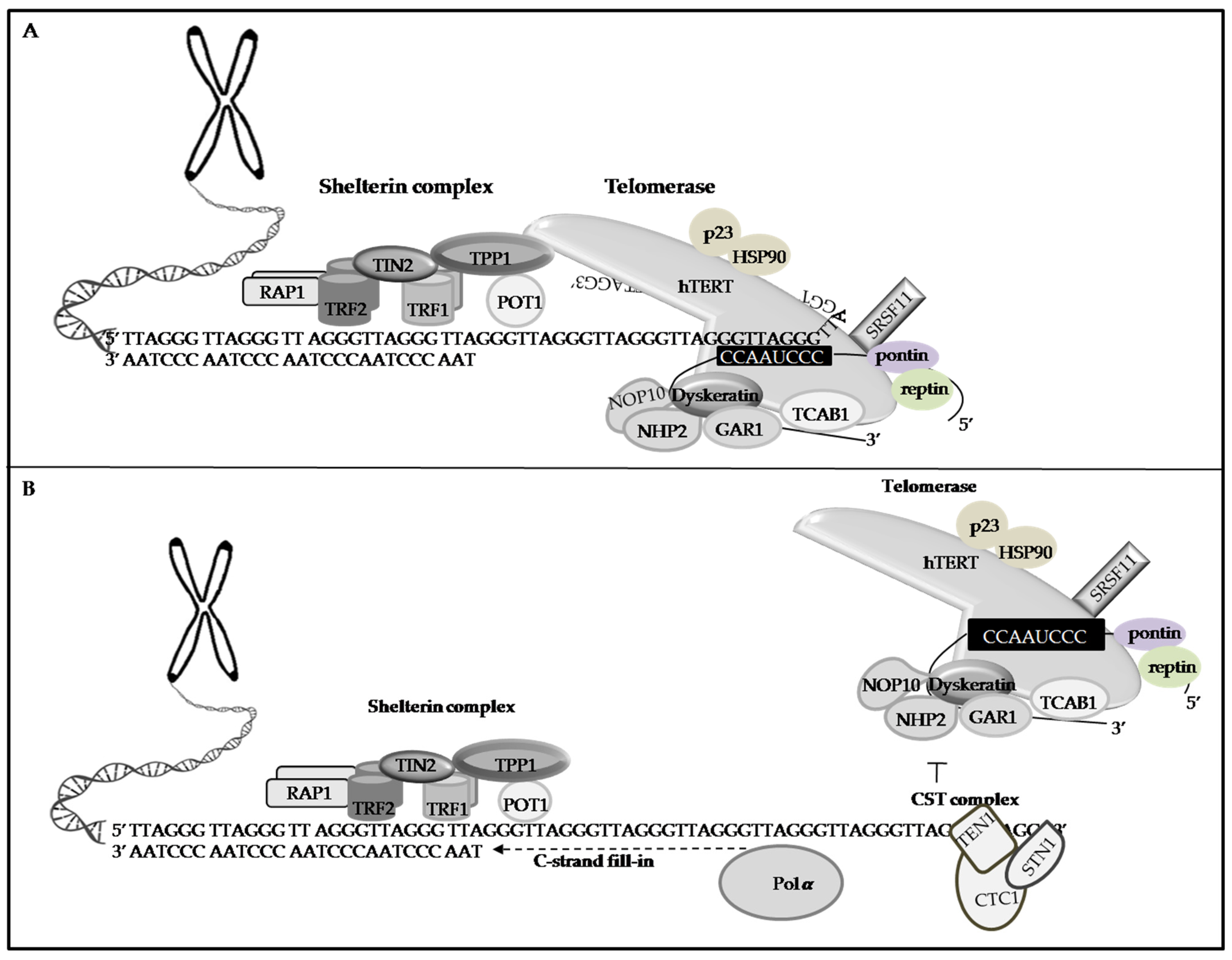 Telomeres and Cancer Biology Diagrams