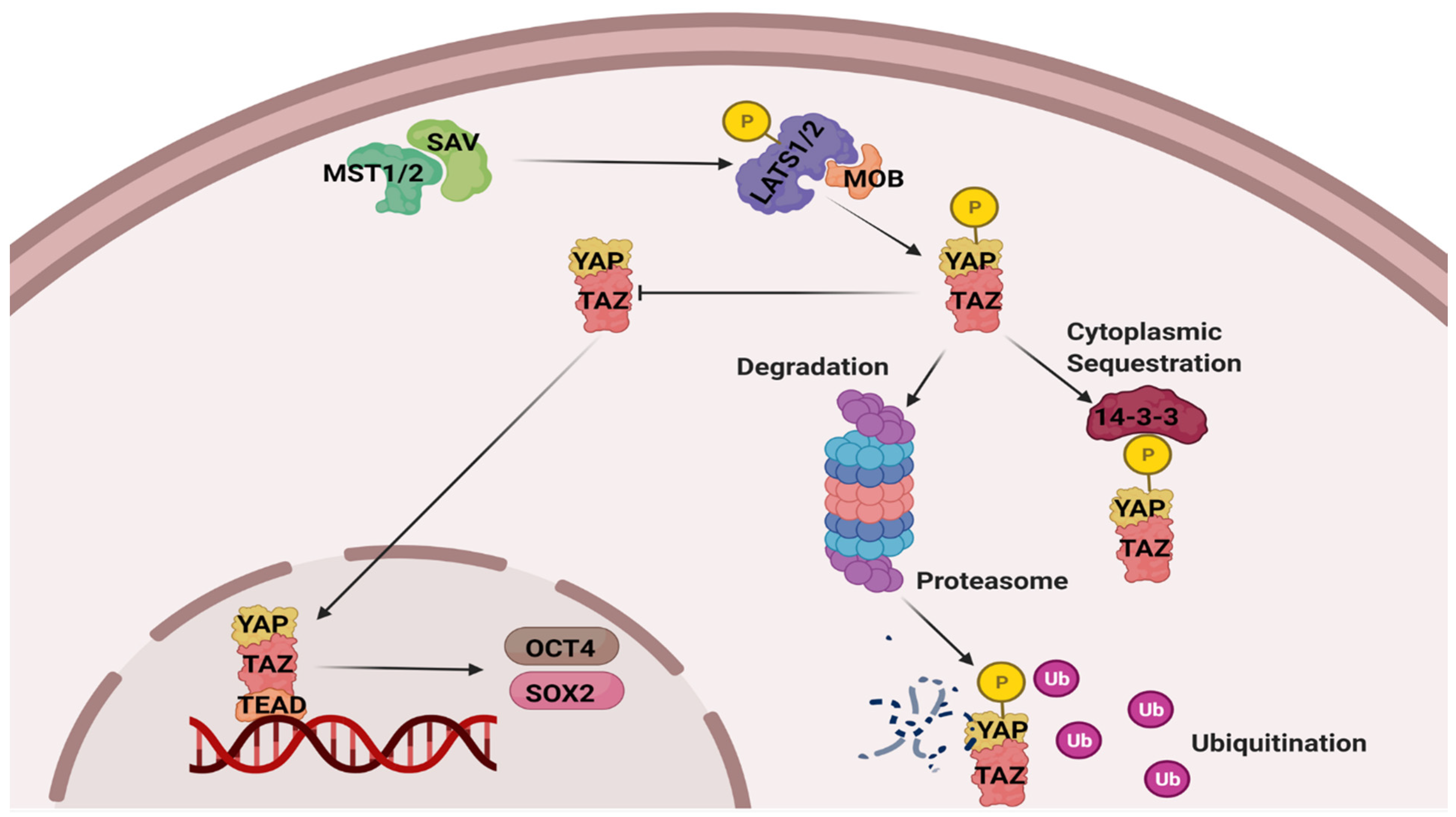 Life 11 01422 g001 550