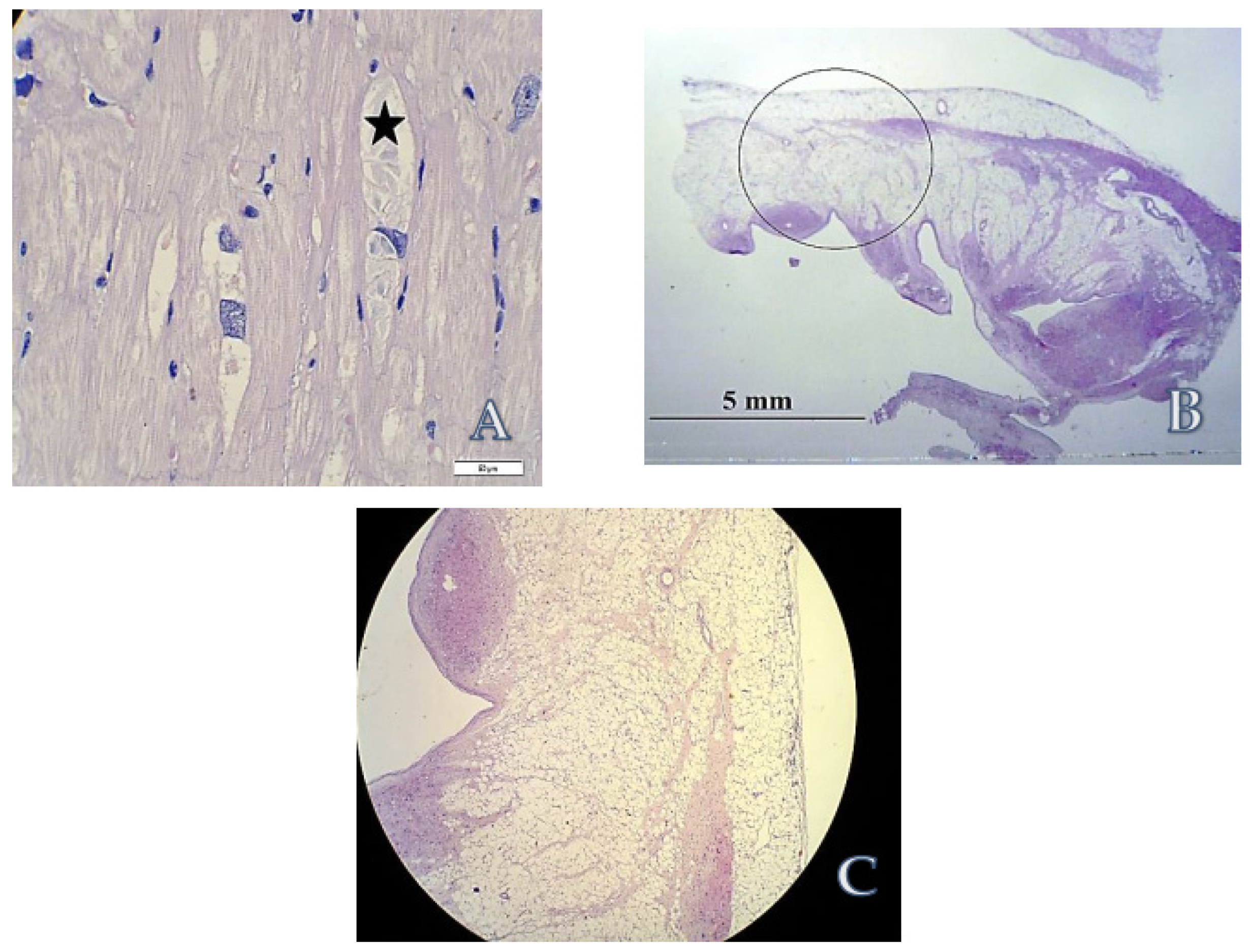 Life 12 00003 g006 Life 12 00003 g006