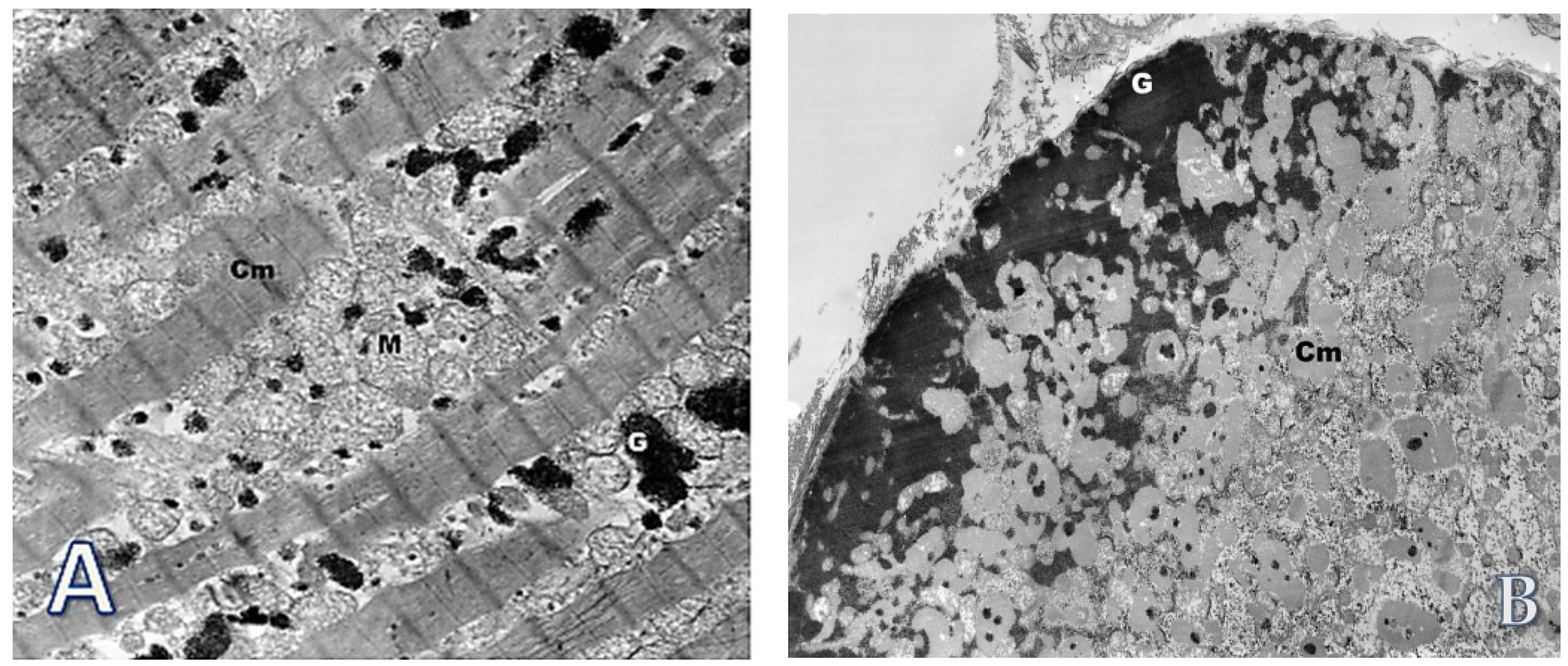 Life 12 00003 g008a Life 12 00003 g008a