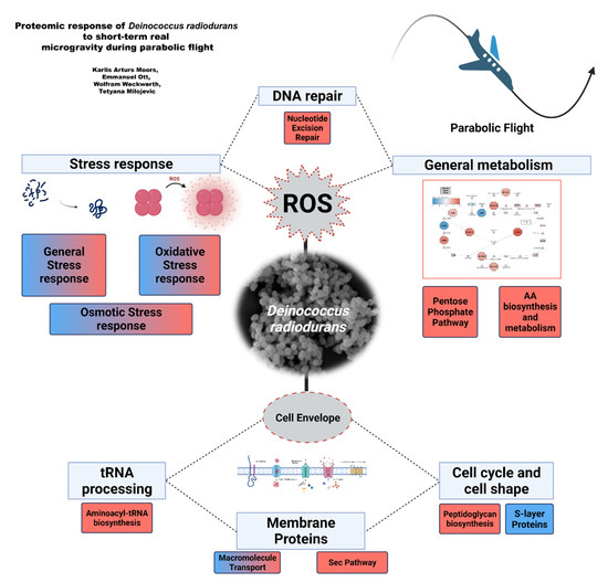 The reduction effect and mechanism of Deinococcus radiodurans